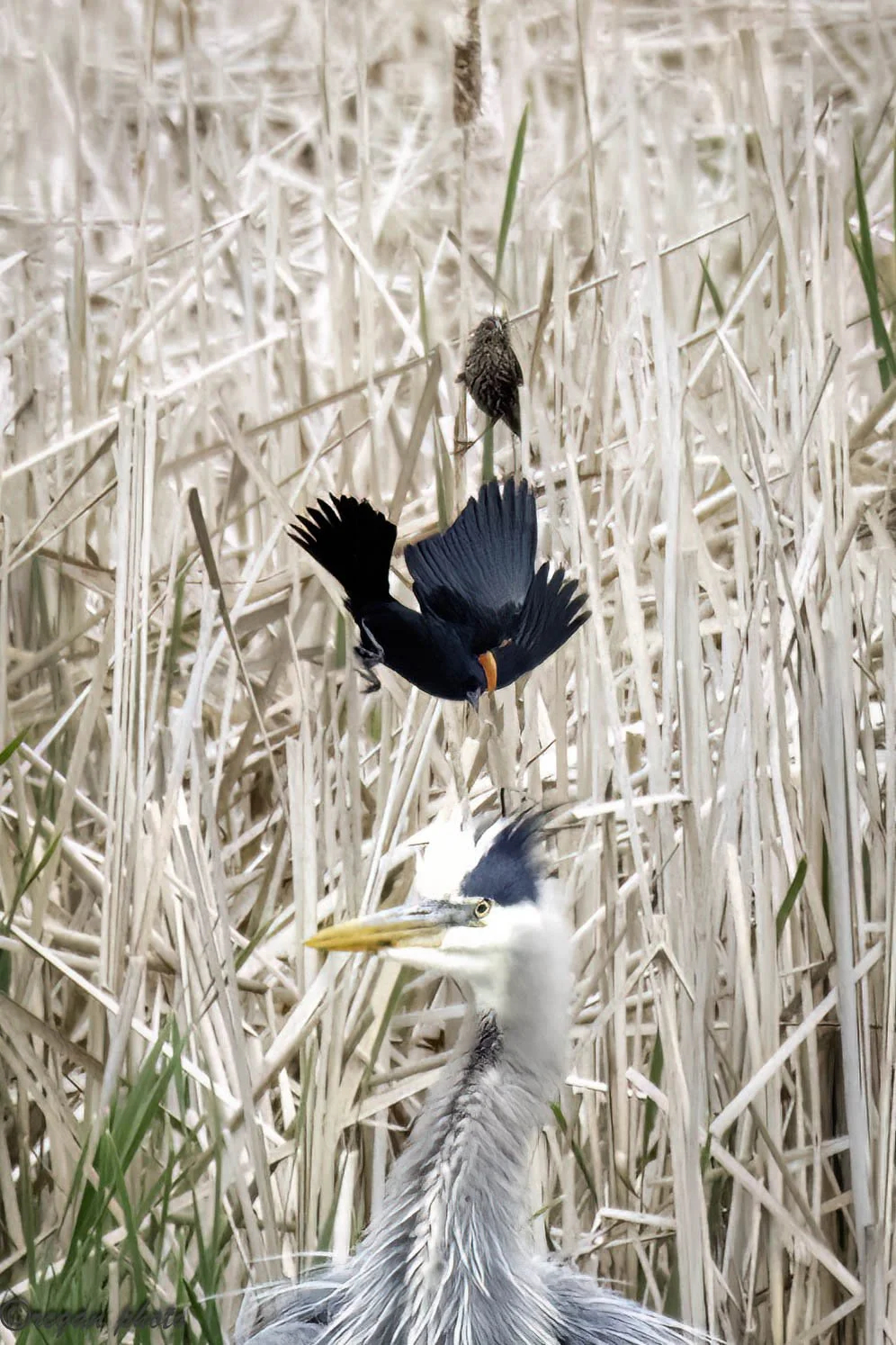 Heron (6)-Edit-2 - edit-2 edit.jpg