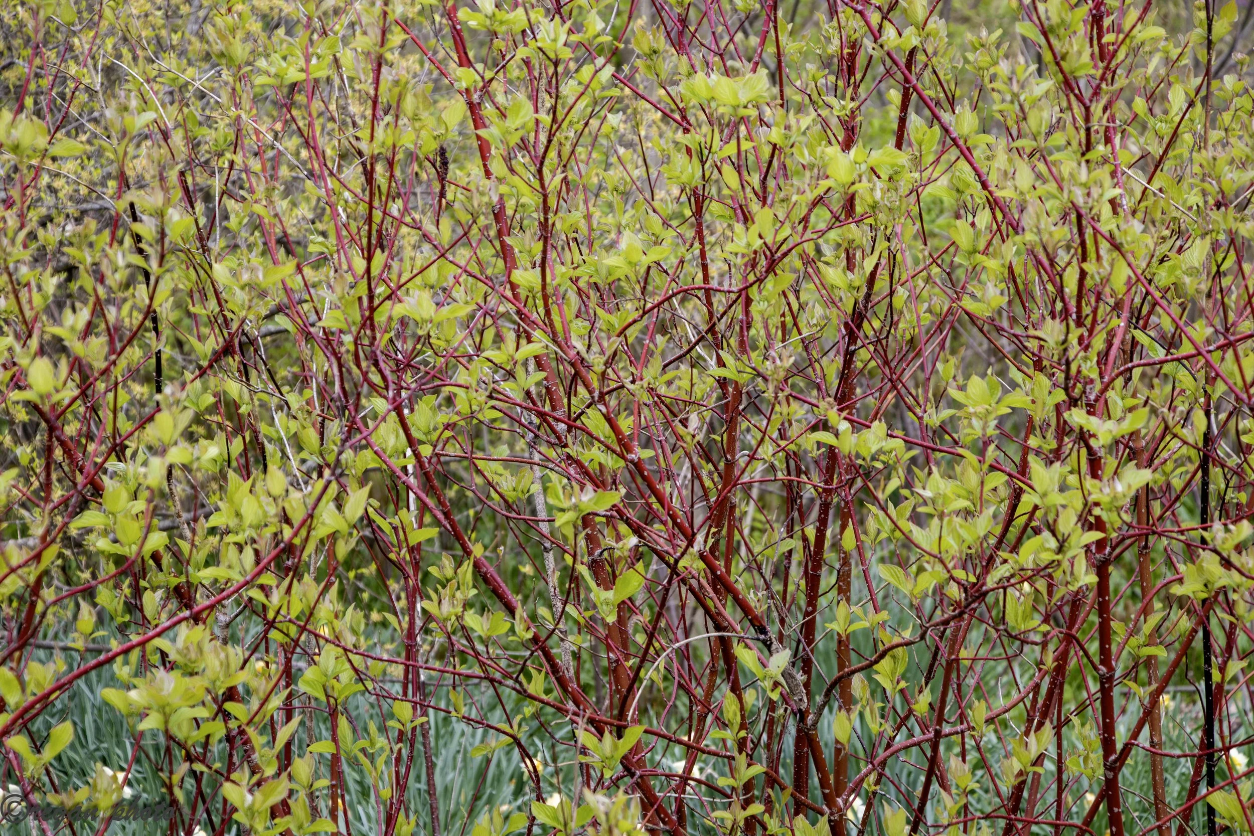 Joy Path 1 (45) - edit edit.jpg