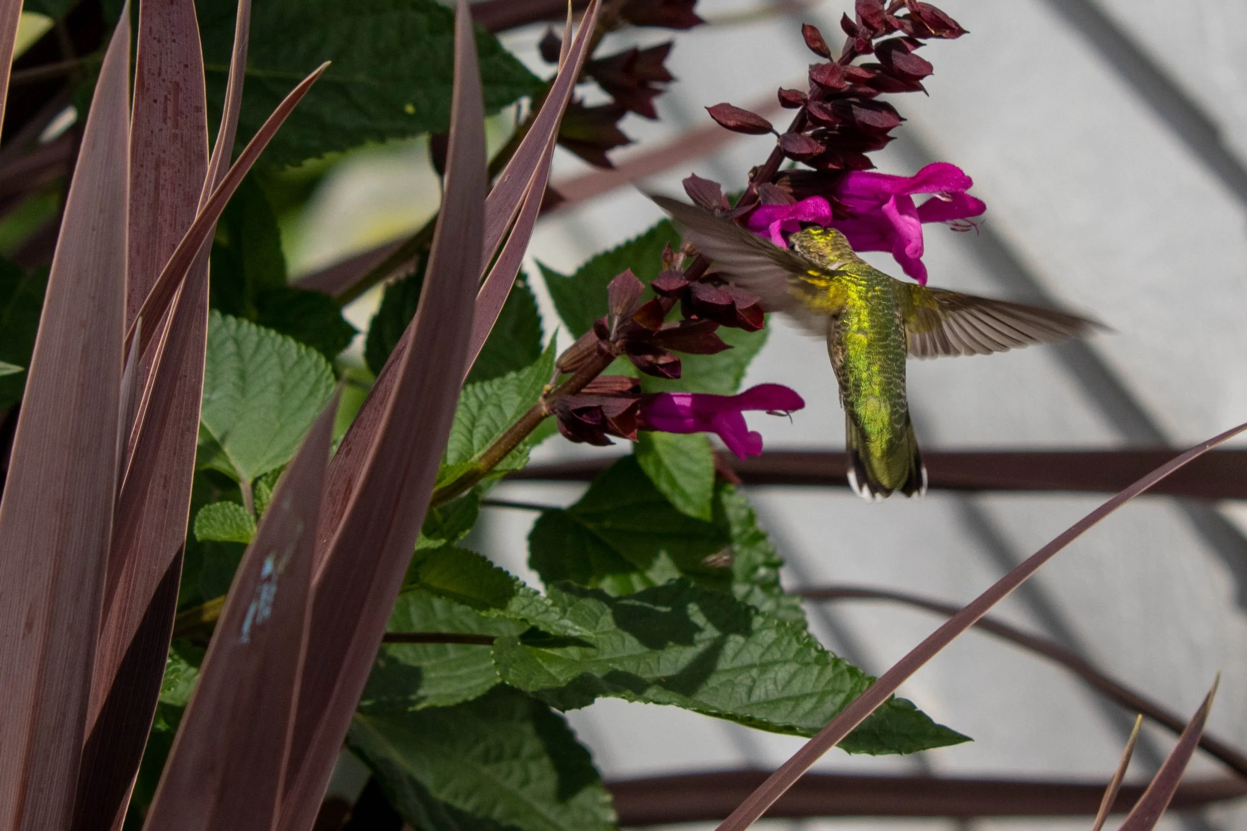 Hummingbird (36) - edit.jpg