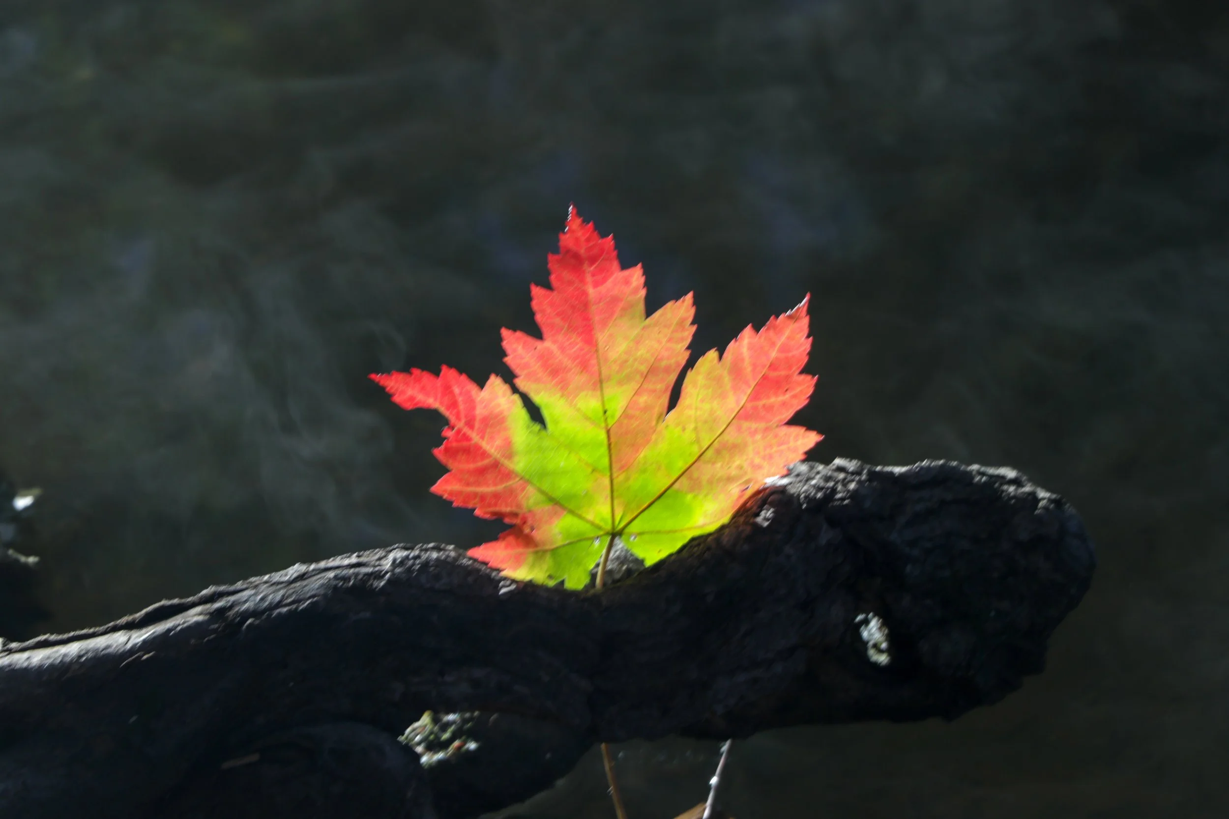 Morton Arboretum (36).jpg