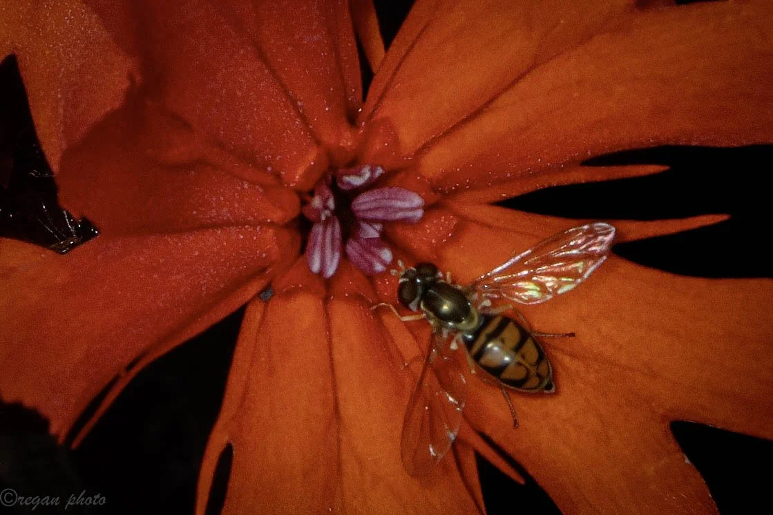 rotary (45) edit-2 edit.jpg