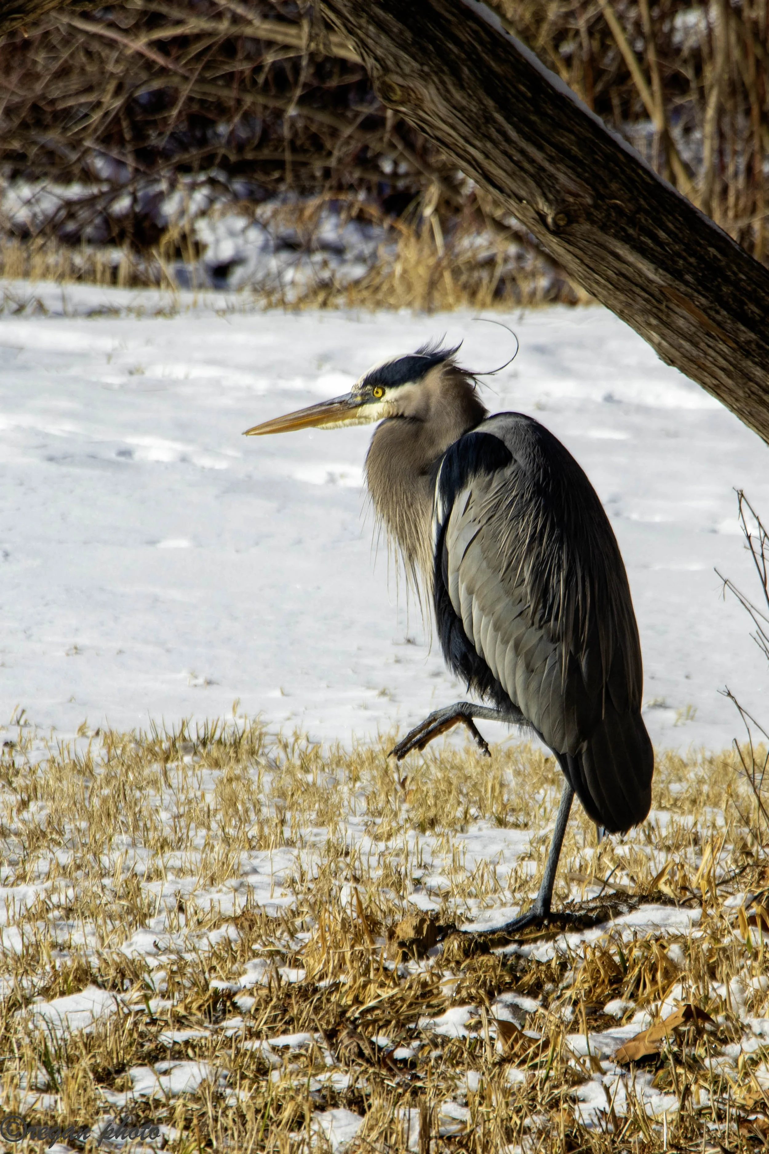 Blue Heron edit.jpg