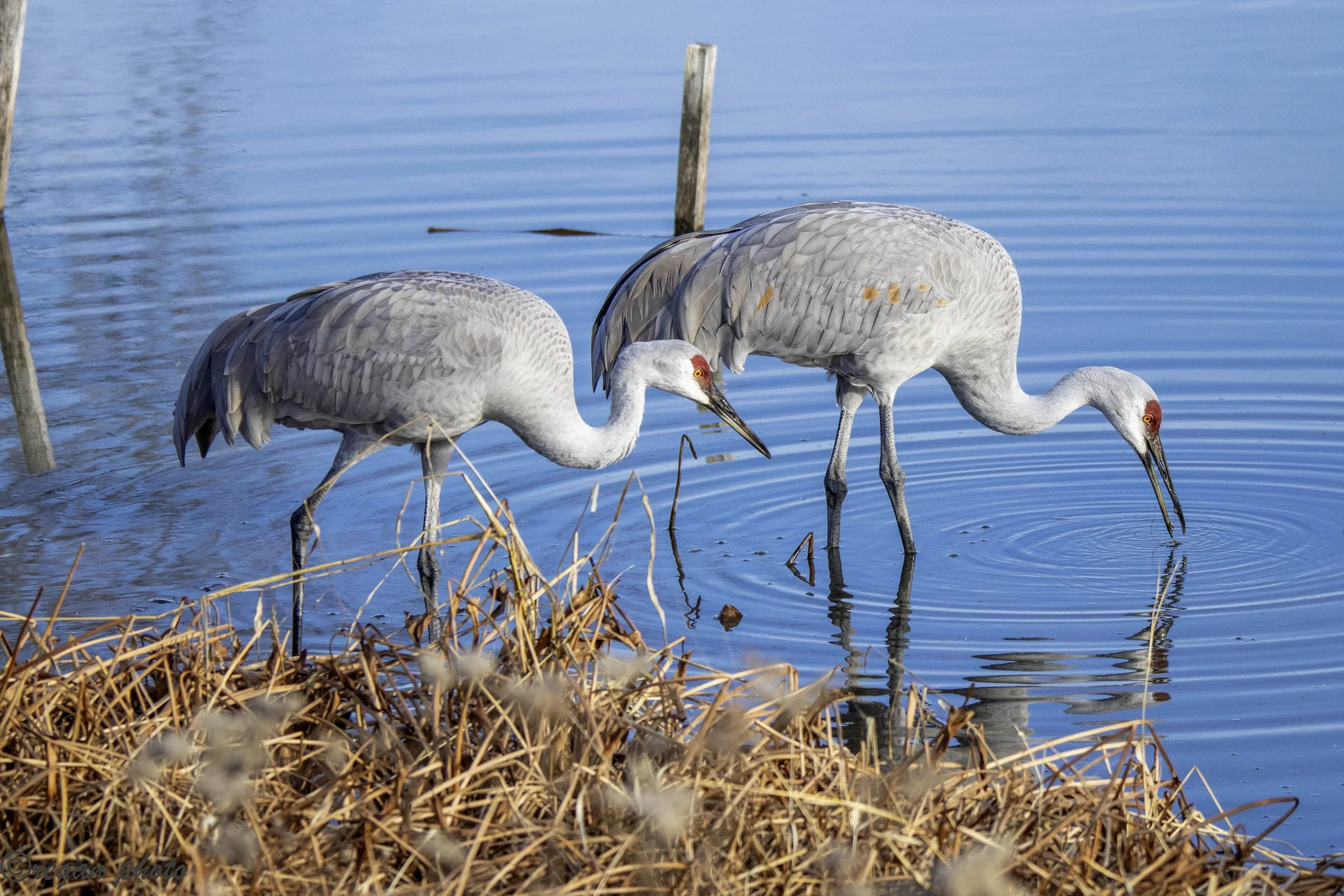 c (13) edit edit.jpg