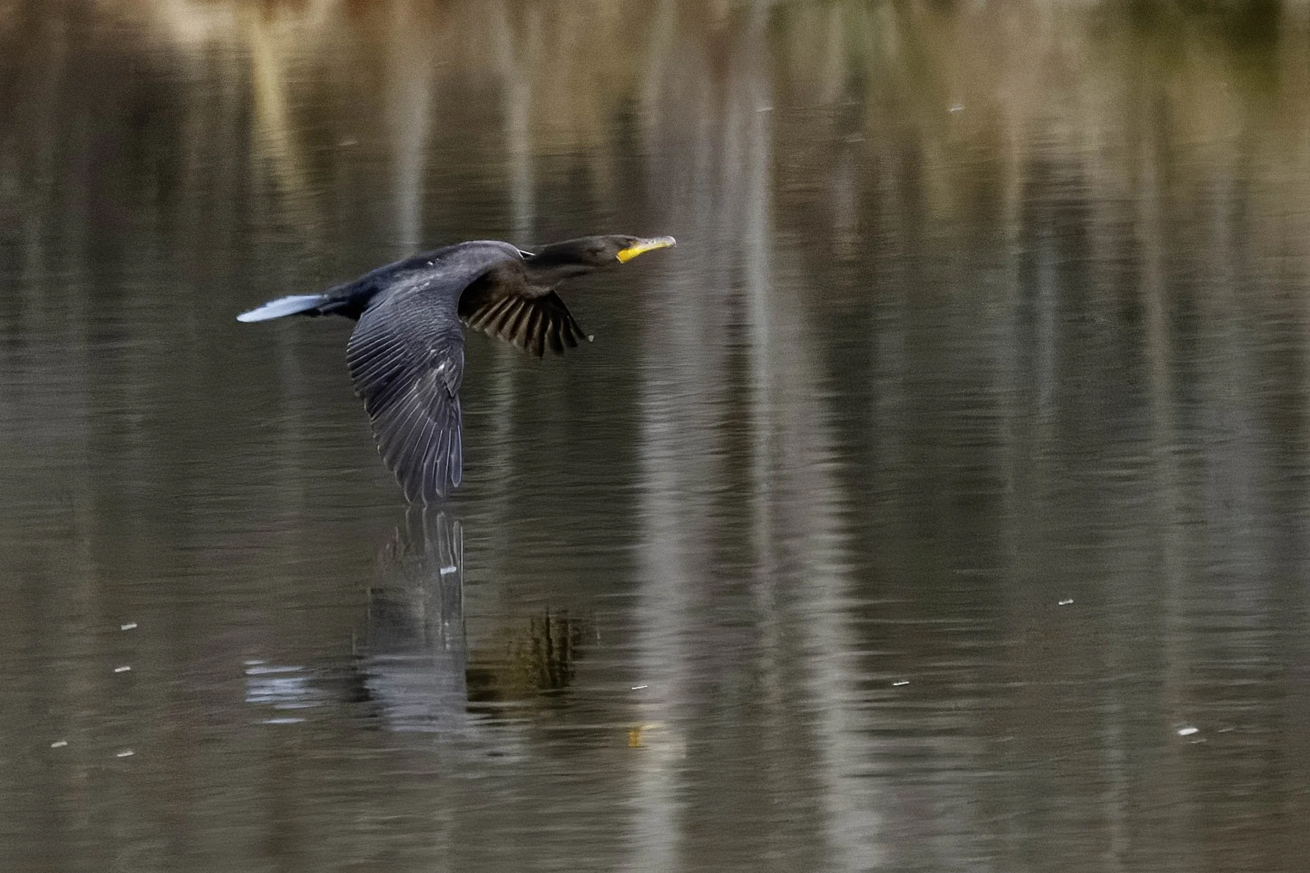 Cormorant (11) edit.jpg