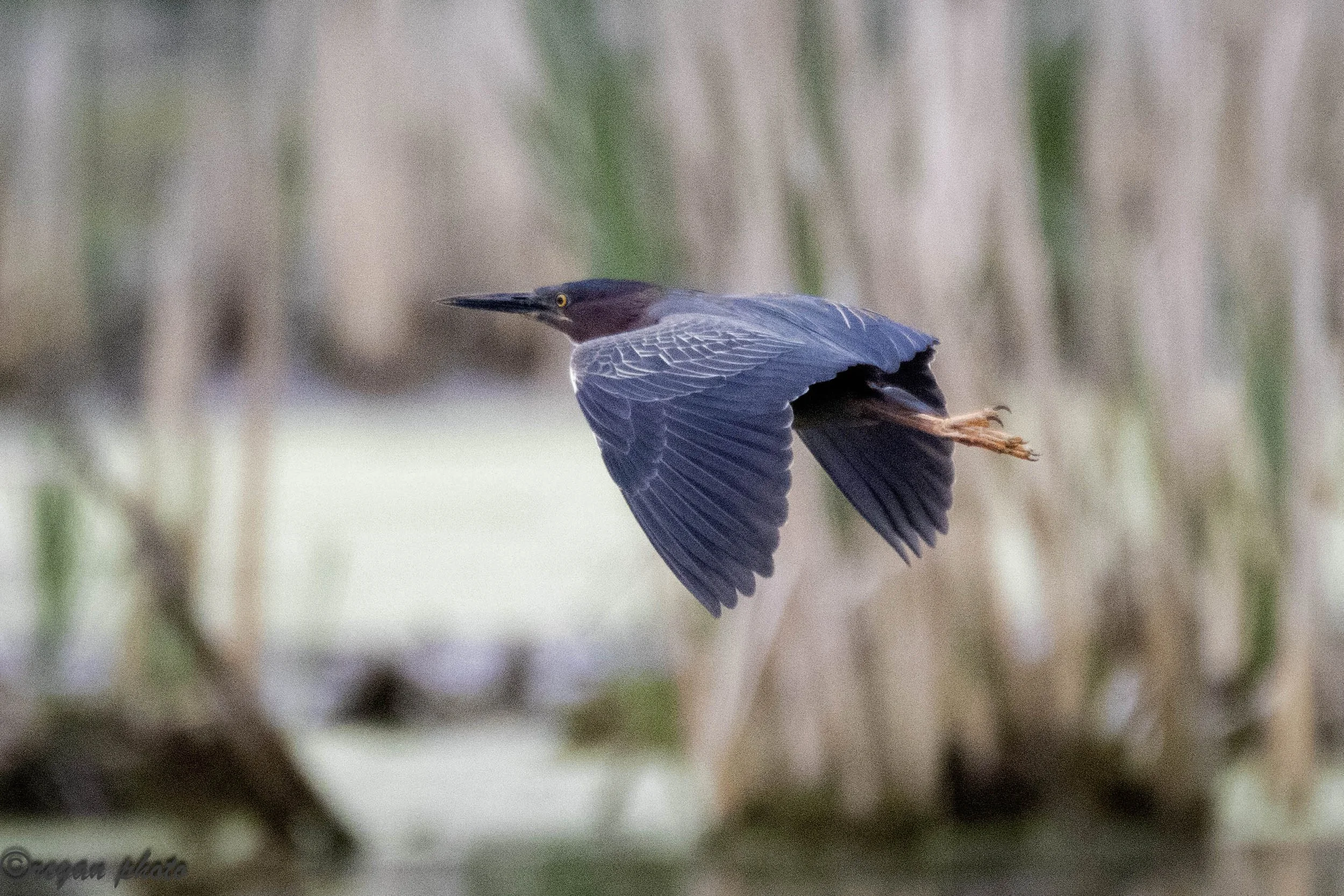 Green Heron (12) - edit-2 edit.jpg