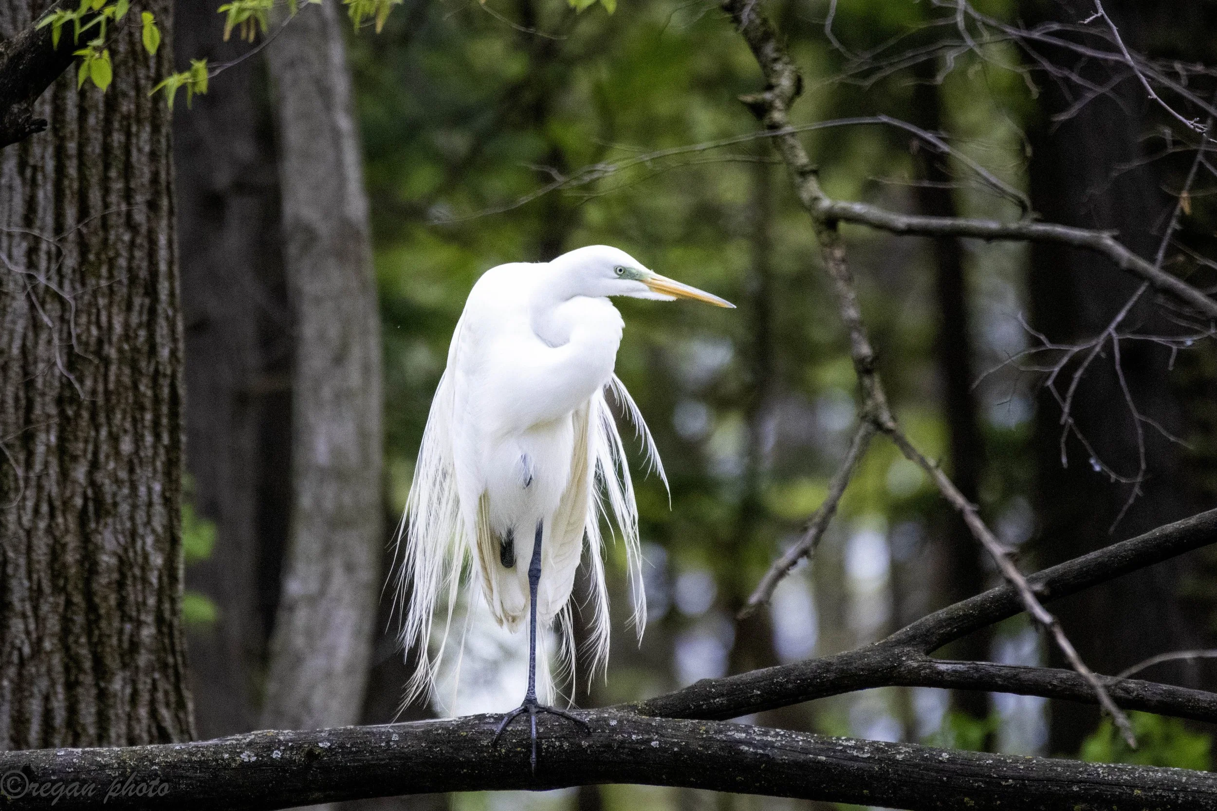 Egret2 (32) - edit edit.jpg