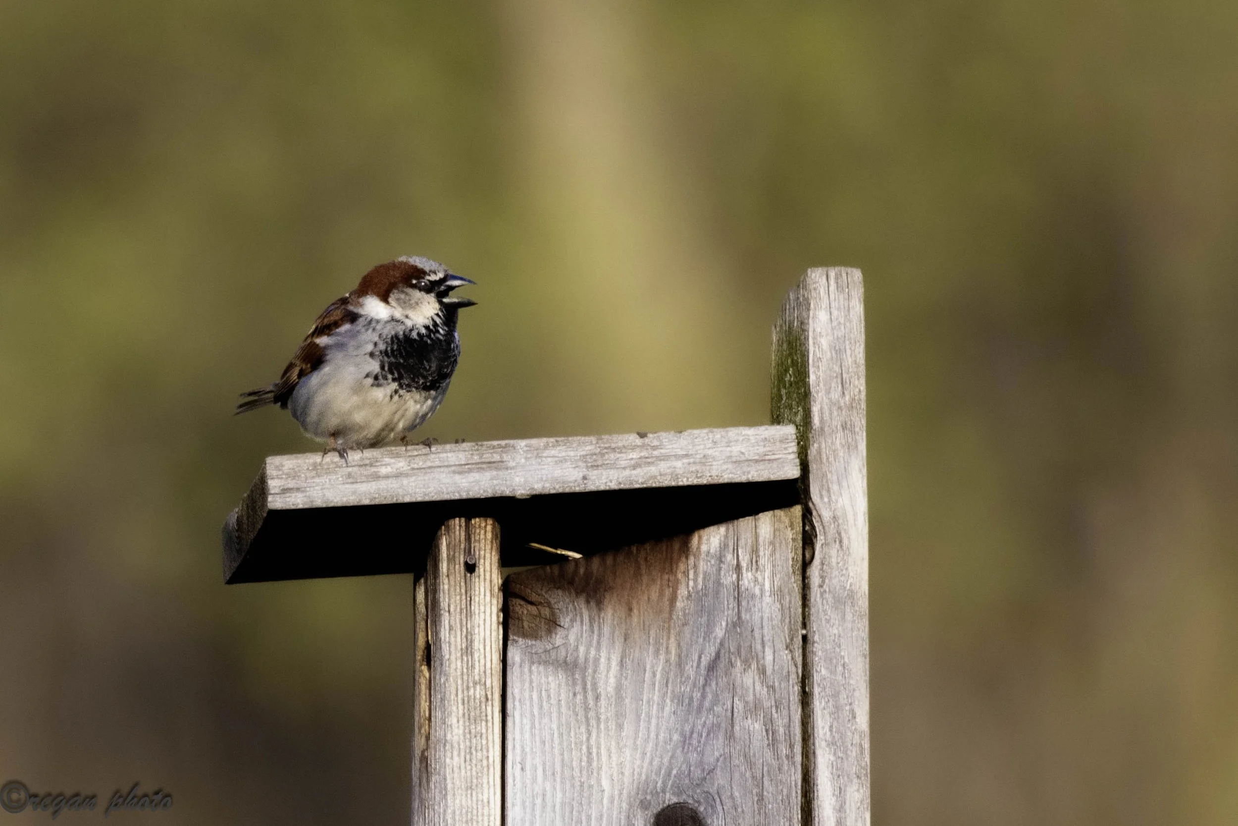Lincoln Marsh Bird (5) edit.jpg