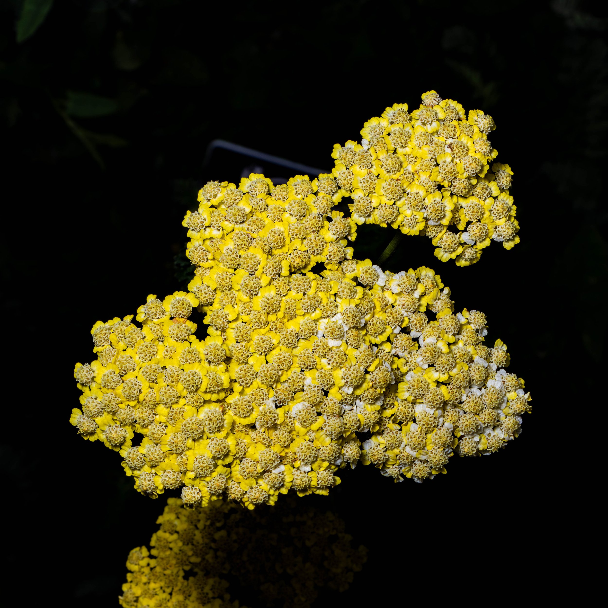 rotary (23) edit.jpg