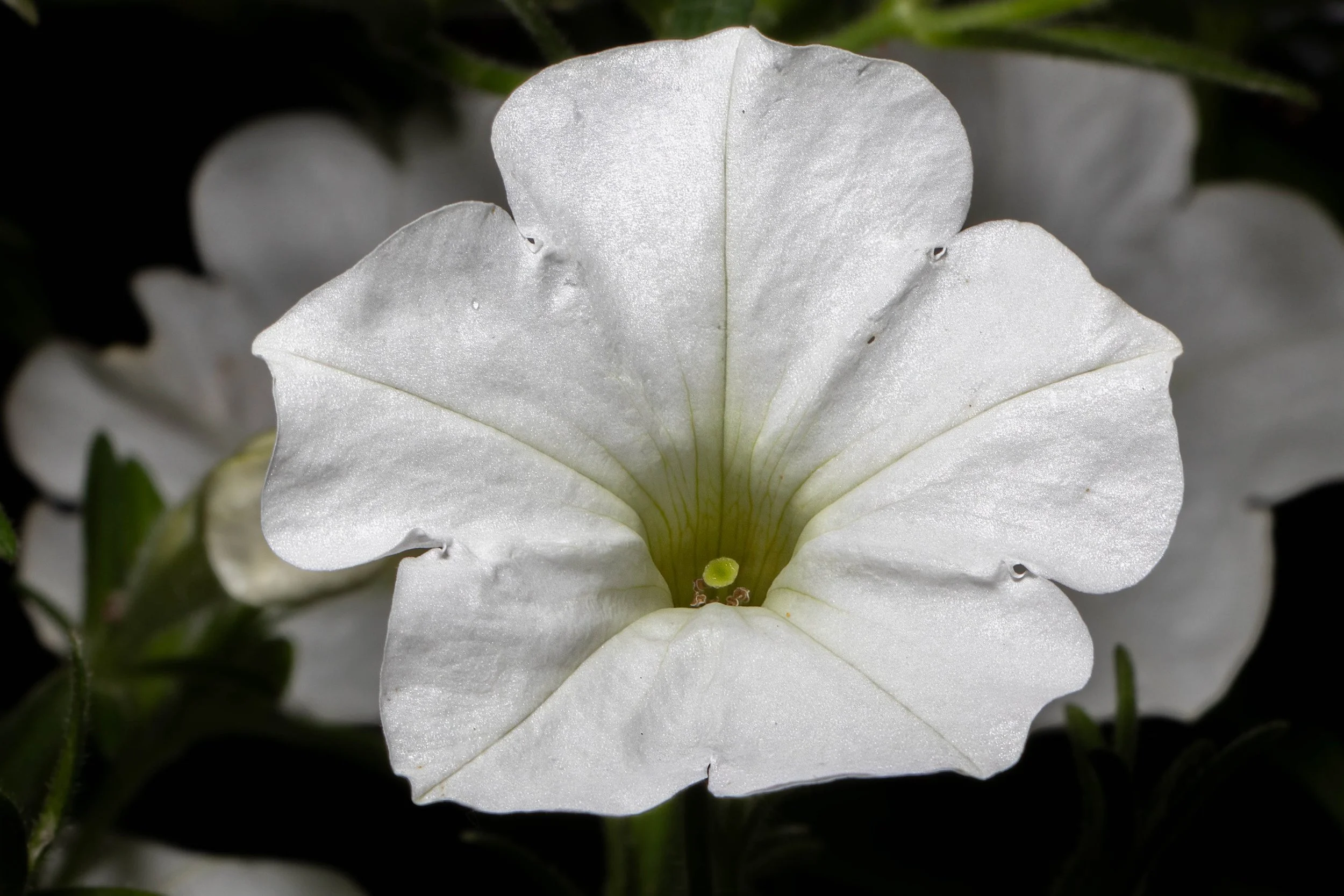 rotary (63) edit.jpg