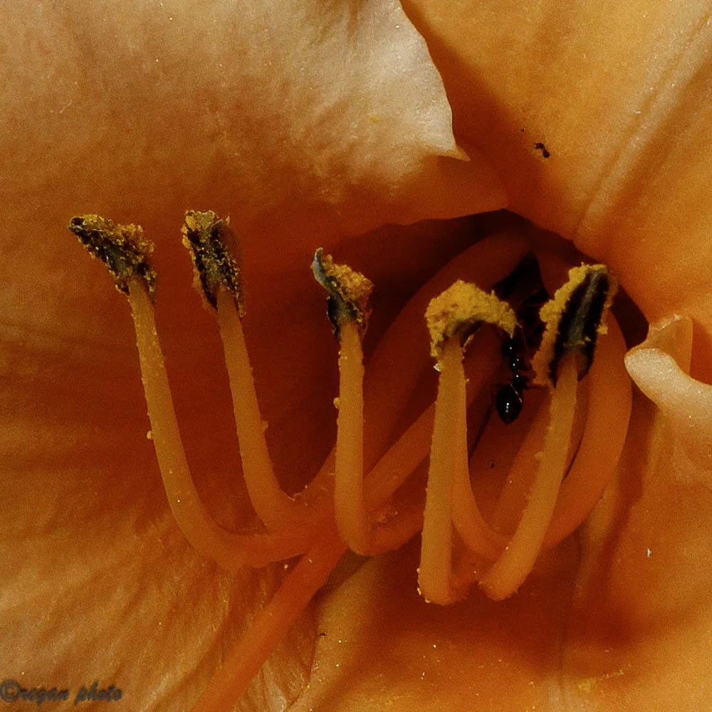 Nicholas Conservatory Rockford (38) edit.jpg