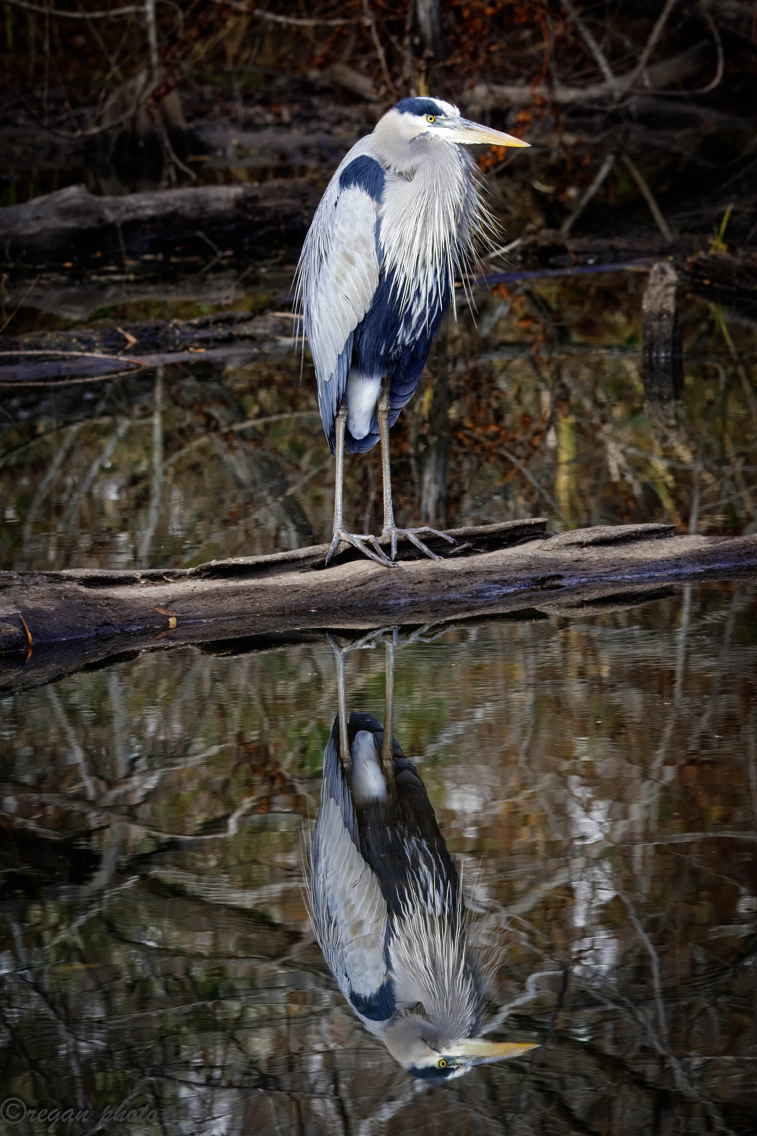 G (29) edit edit.jpg