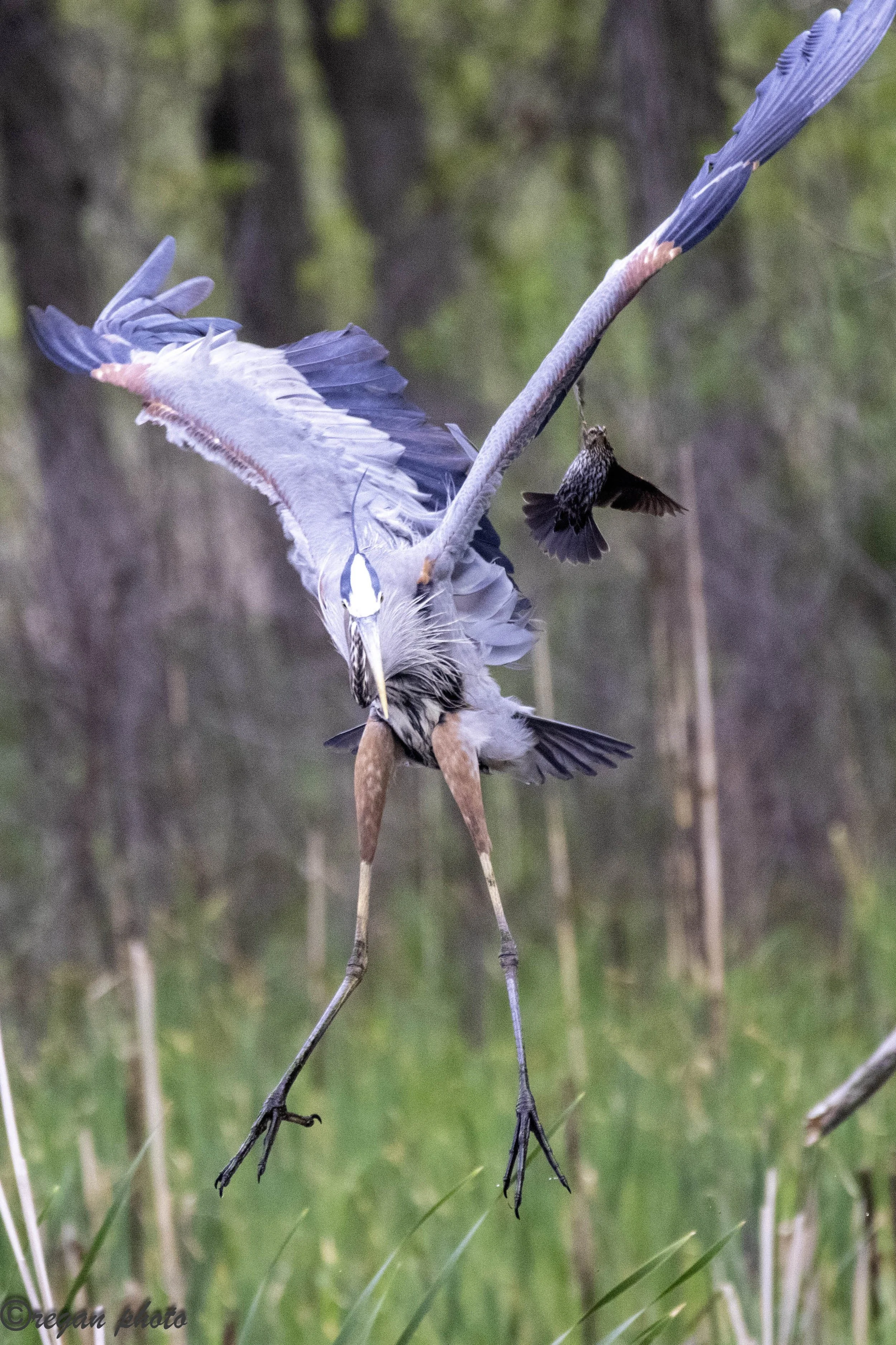 Heron Flying (2) - edit edit.jpg