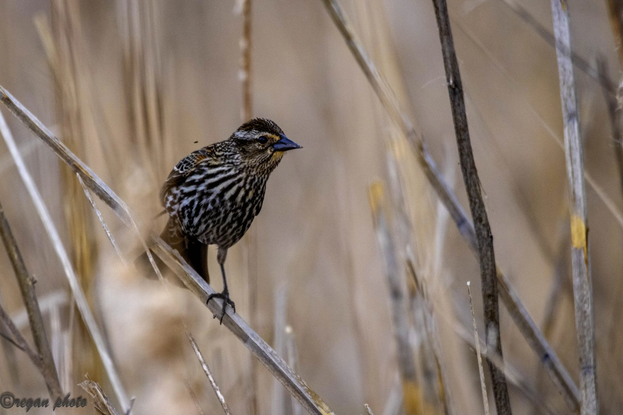 cp (28) - edit edit.jpg