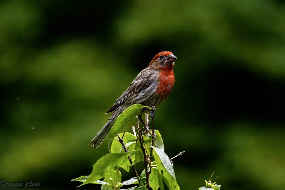 Birdfeeder (6) edit.jpg