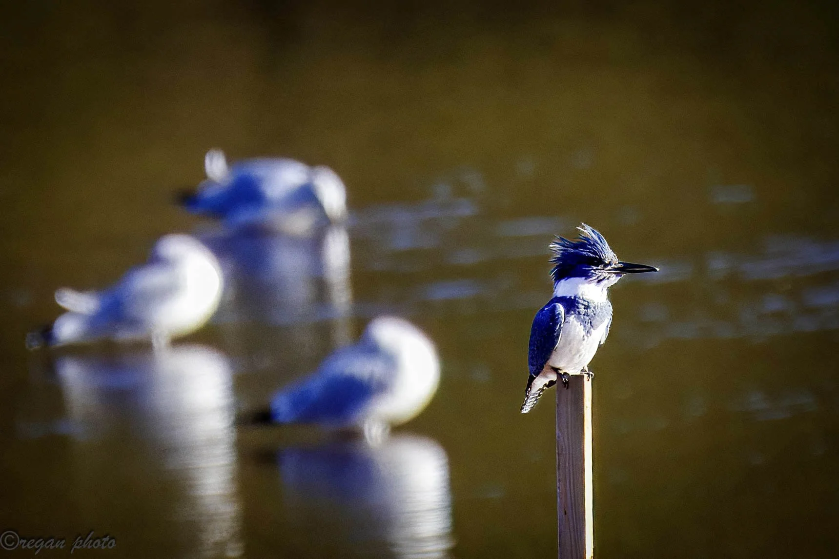 Kingfisher (1) edit edit.jpg