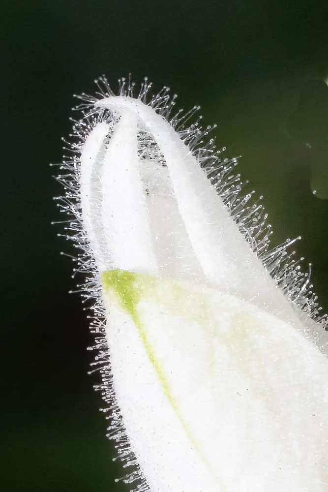 Nicholas Conservatory Rockford (14).jpg