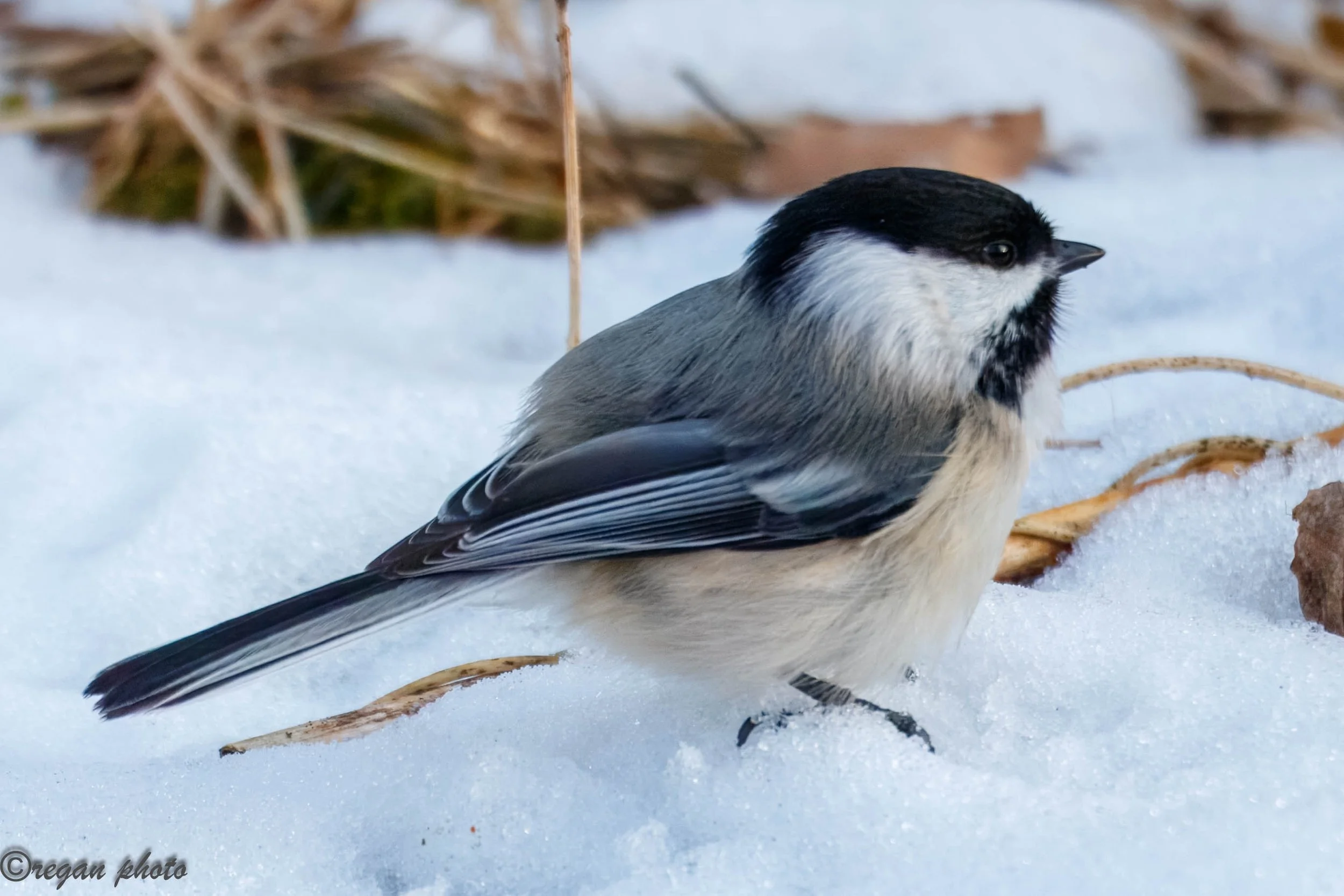 Chickadee (4).jpg