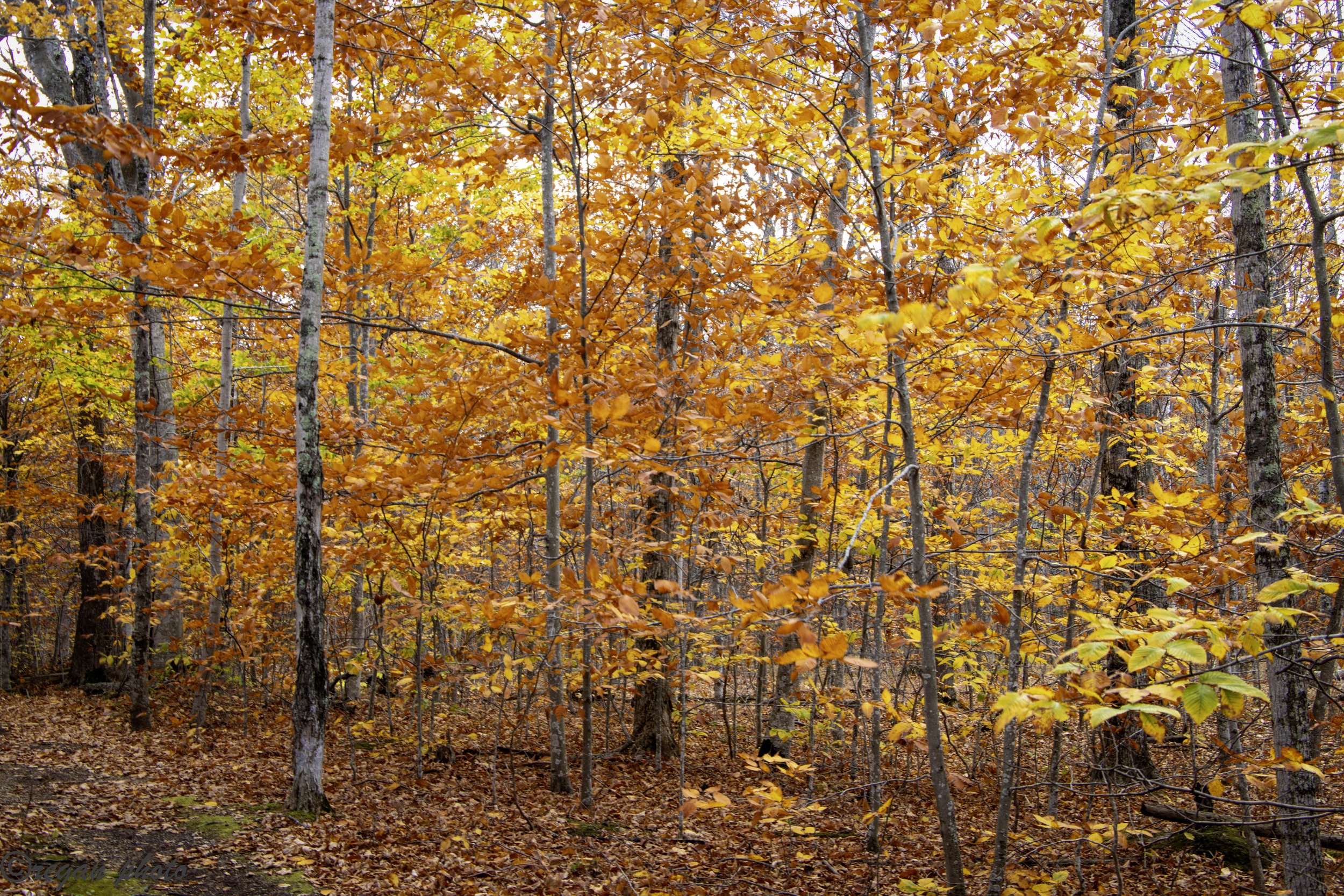 Richter Preserve (1) edit.jpg