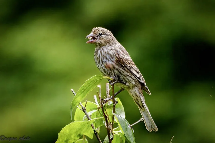 Birdfeeder (8) edit.jpg