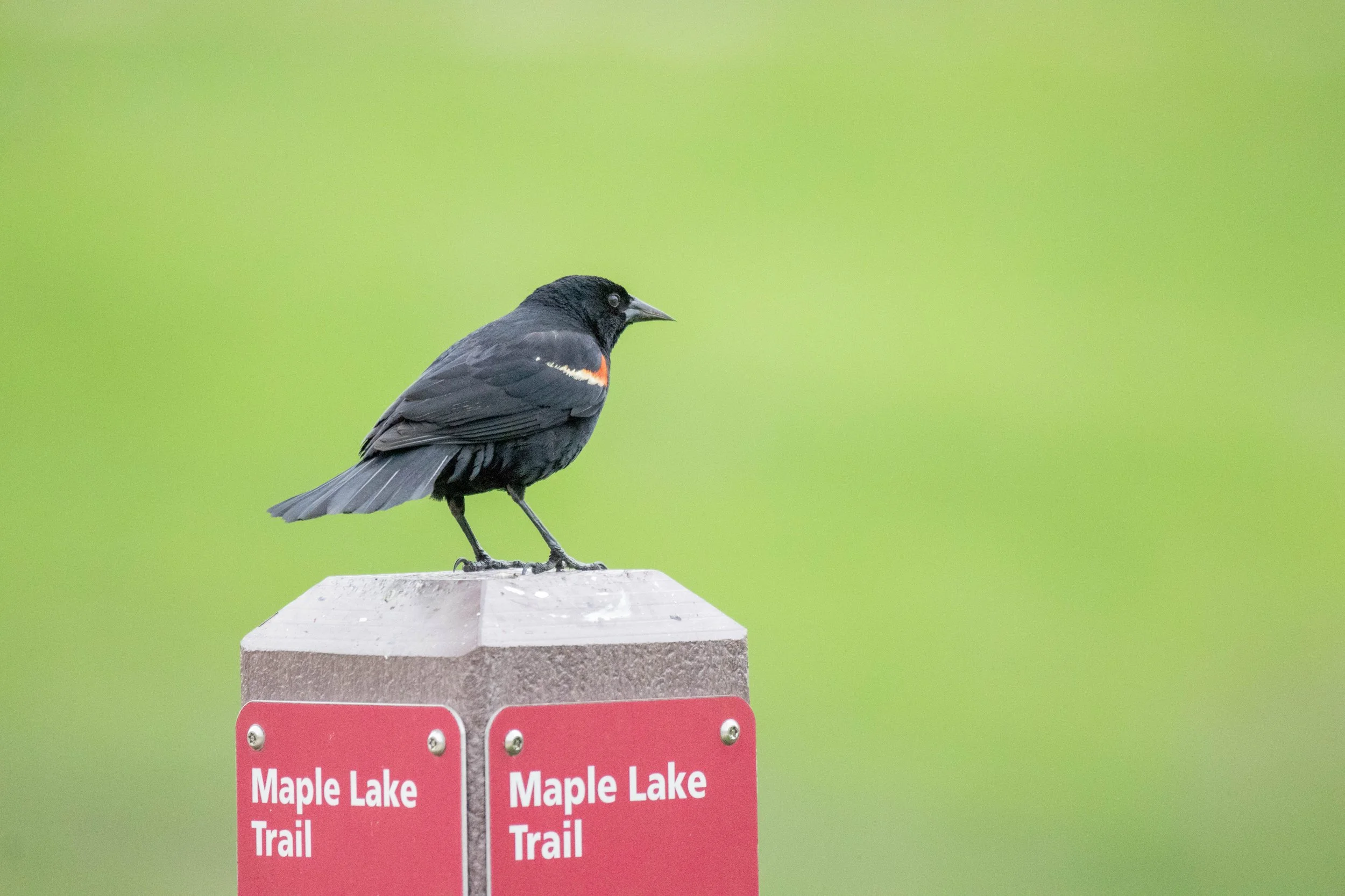 Blackbird (4) - edit.jpg