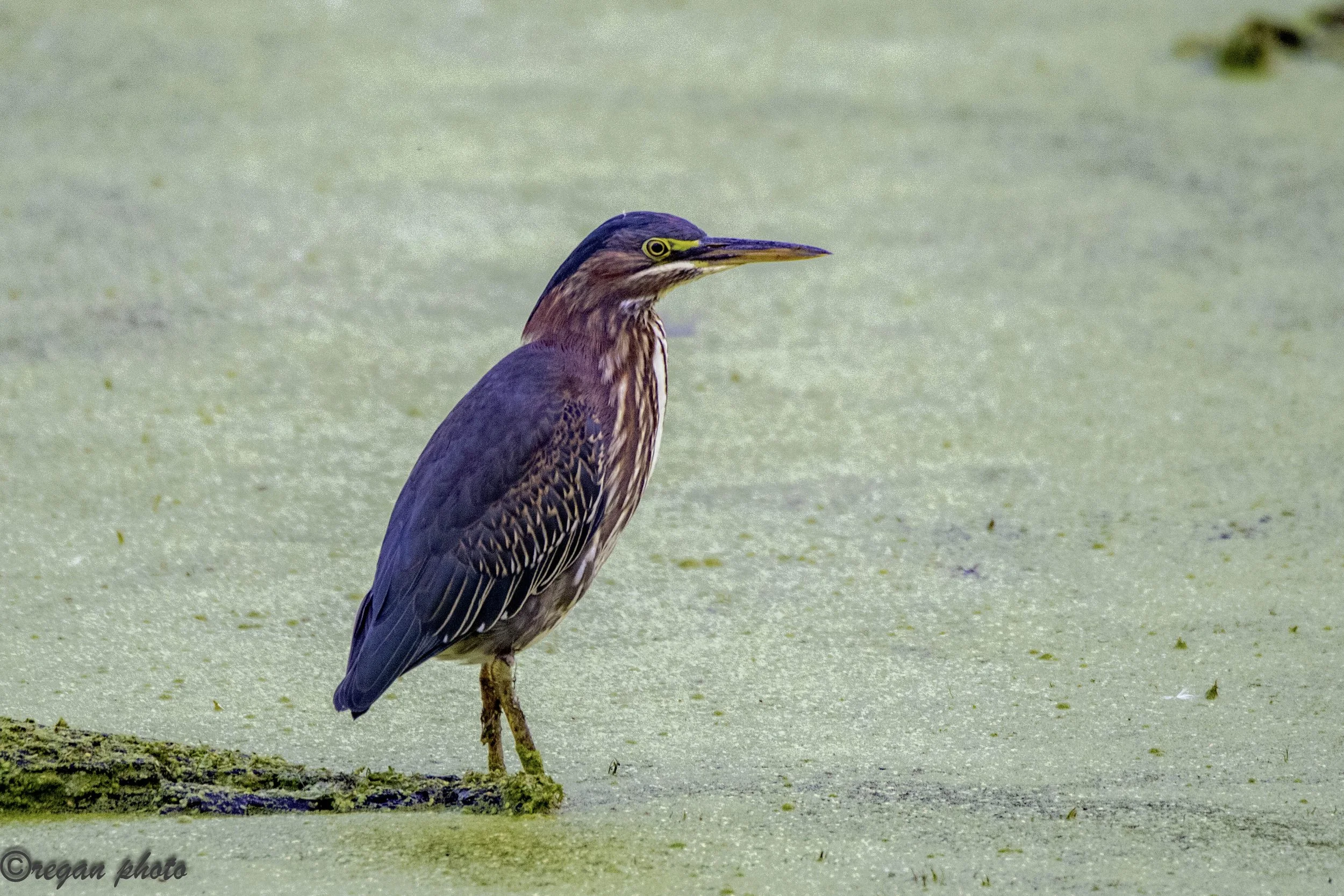 b1 (10) - edit edit.jpg