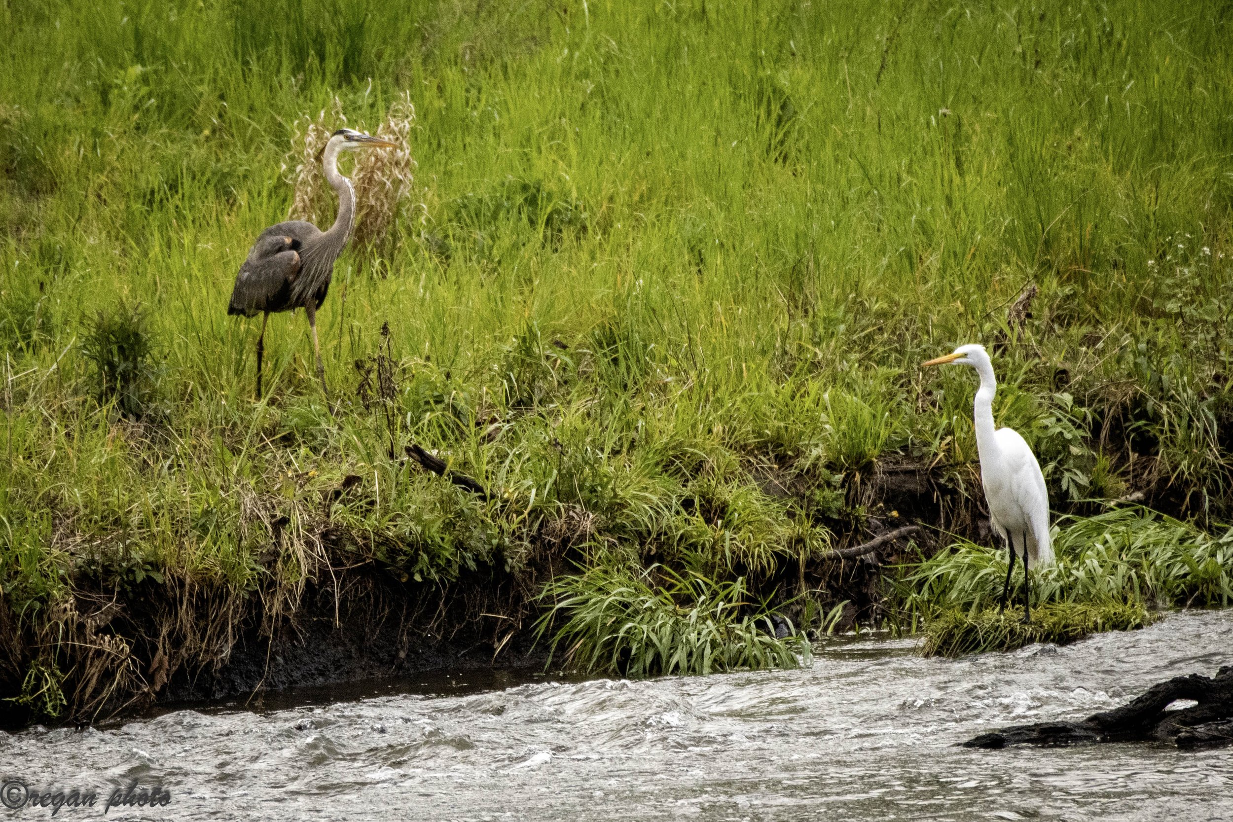 IMG_0273 edit edit.jpg