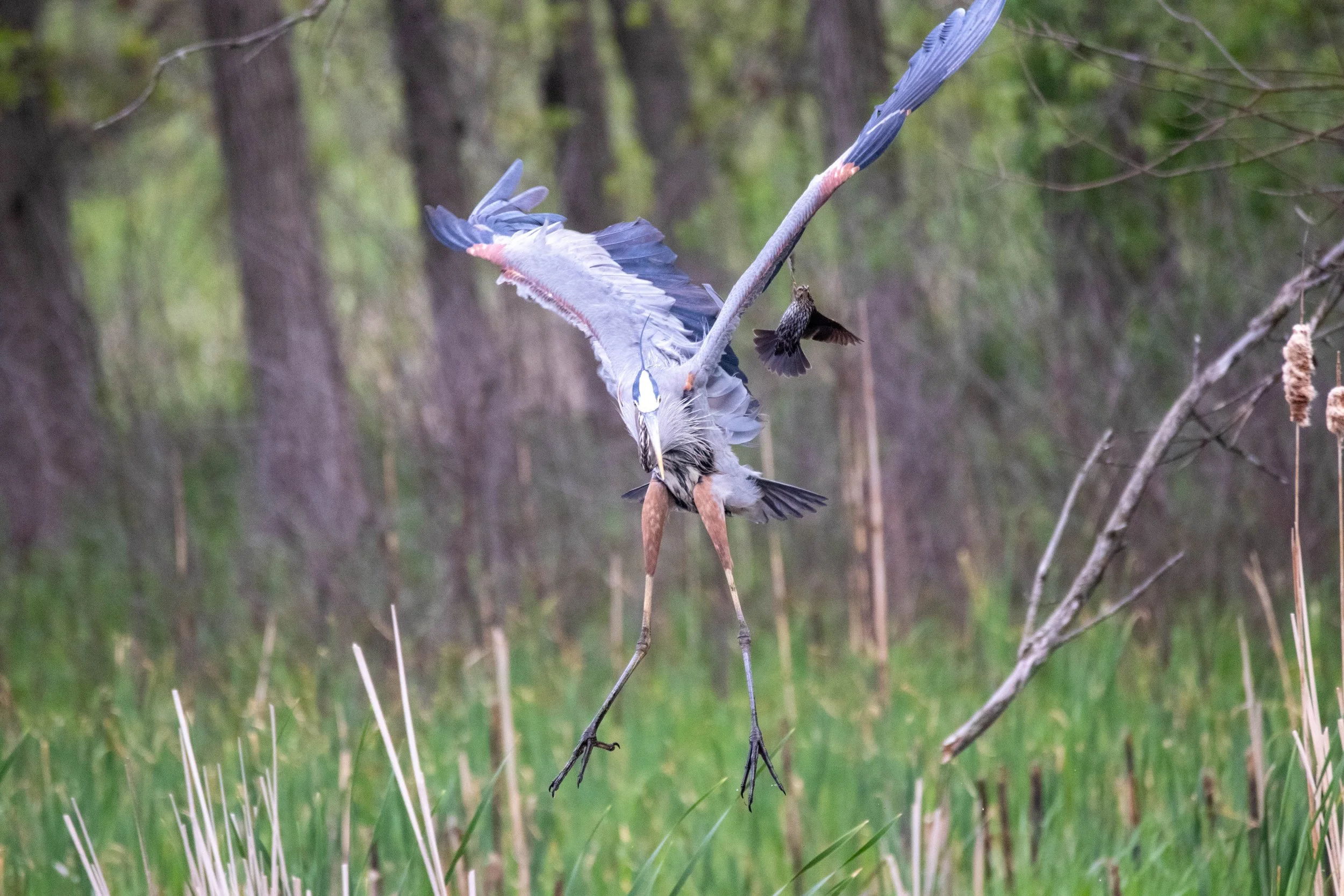 Heron Flying (2) - edit.jpg