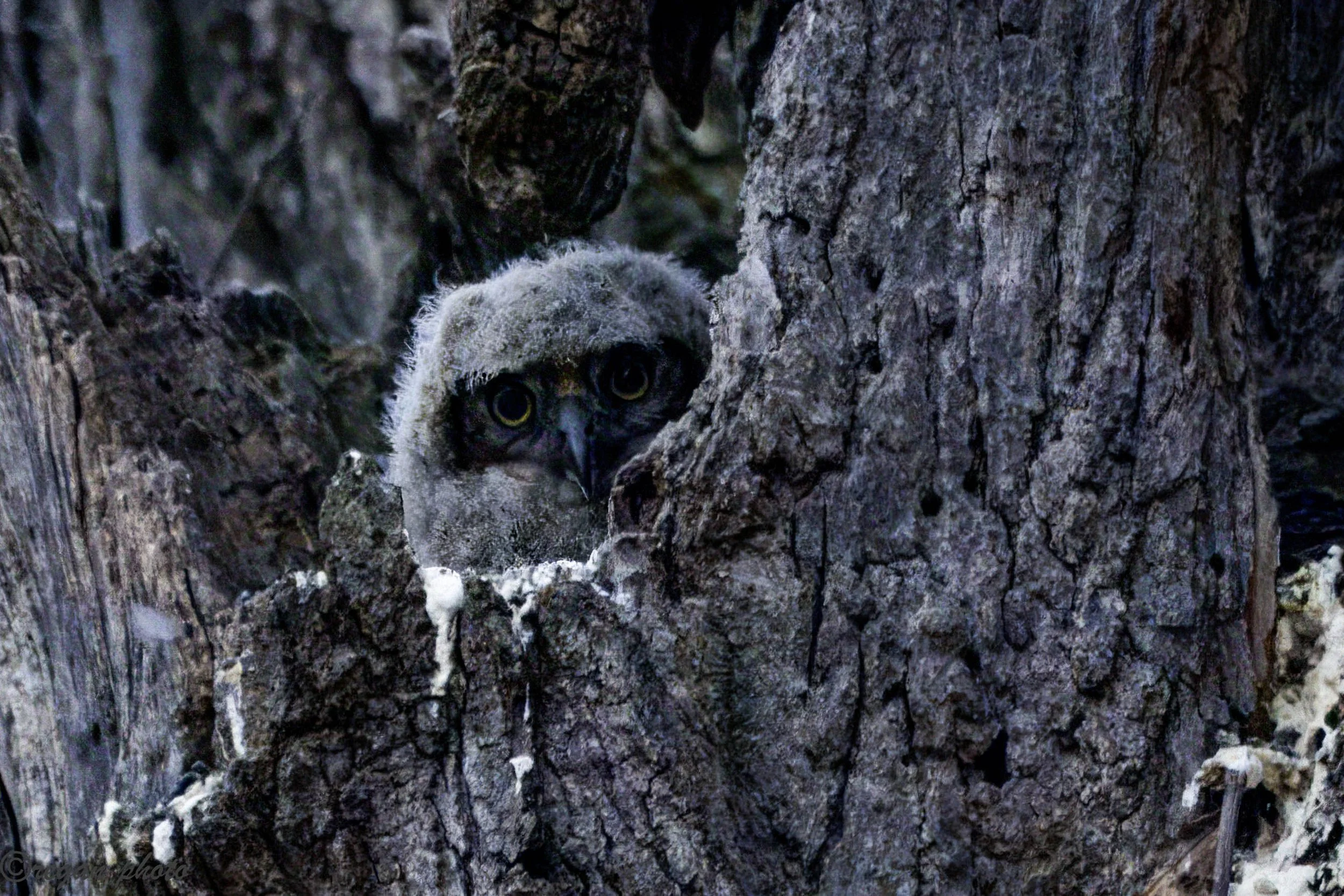 Baby Owl (4) edit.jpg