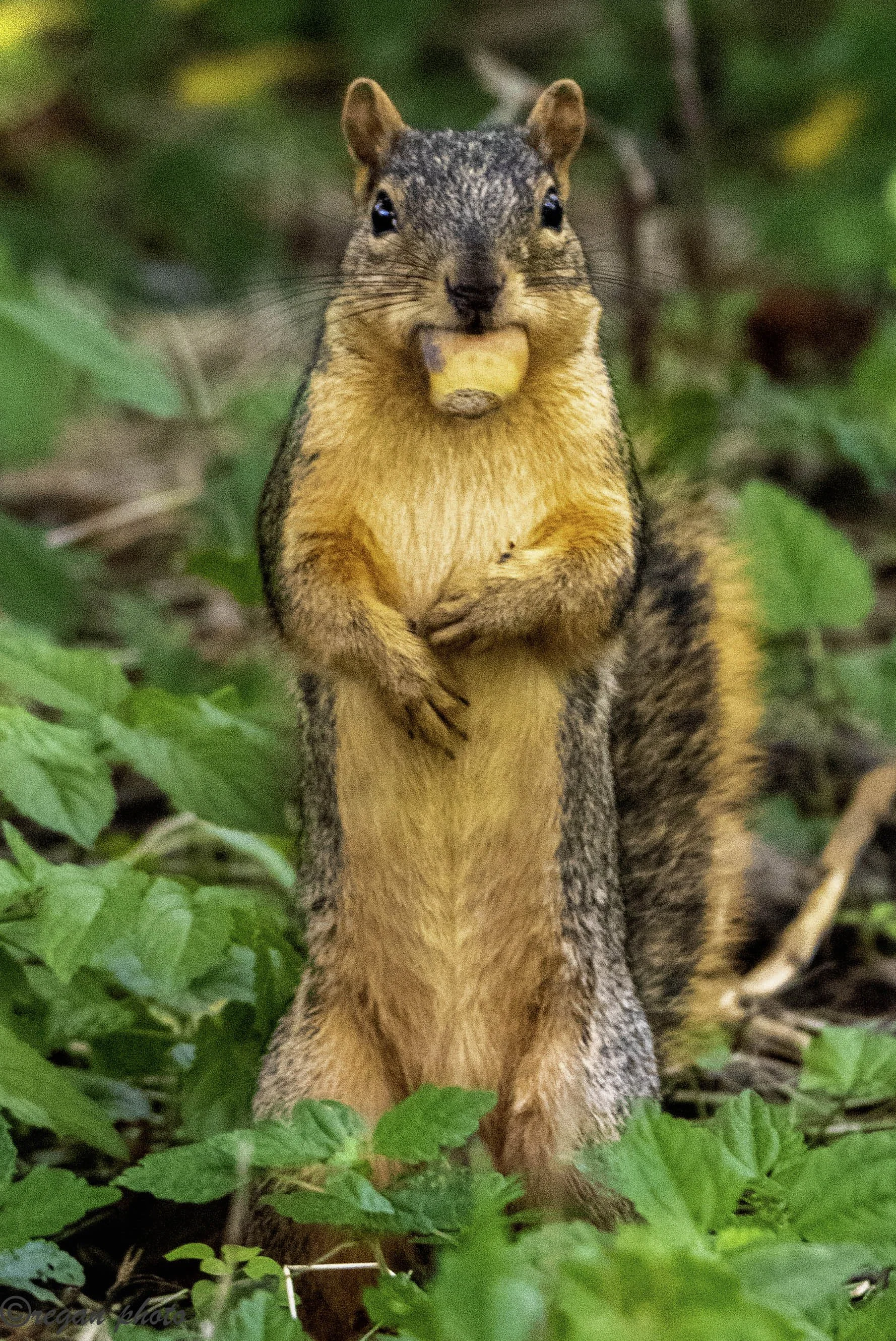 Micheal - Squirrel - edit edit.jpg