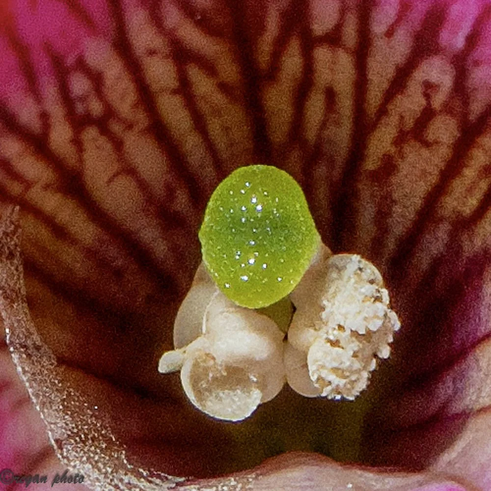 Nicholas Conservatory Rockford (31) edit.jpg