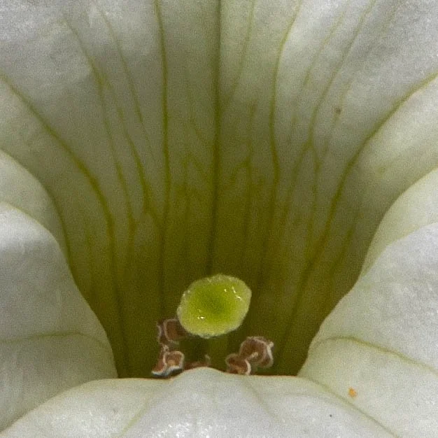 rotary (63) edit-2.jpg