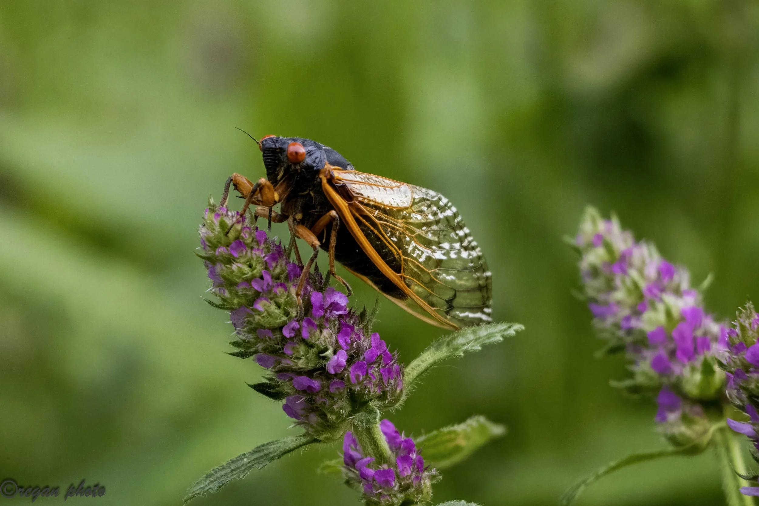 pf1 (41) edit edit.jpg