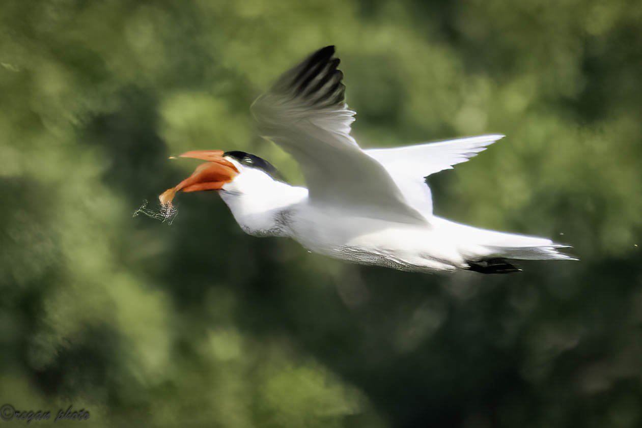 Gull (38)-Edit-Edit edit.jpg