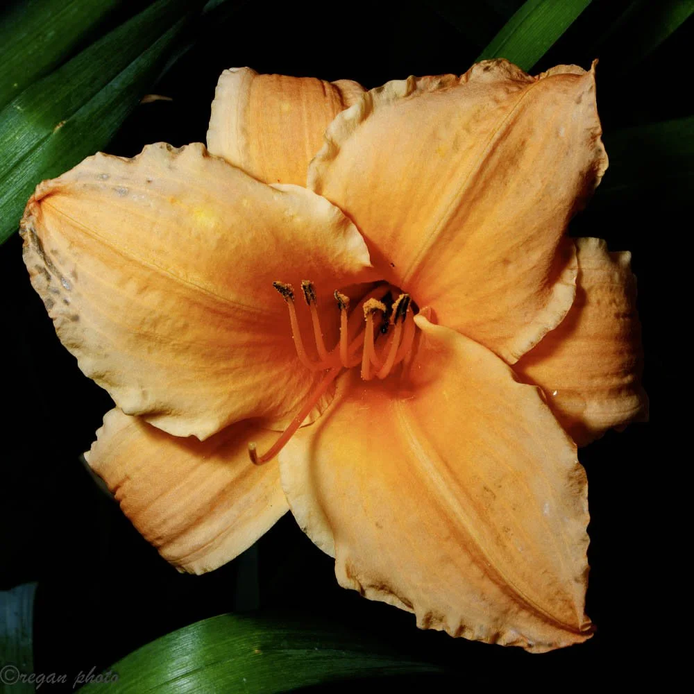 Nicholas Conservatory Rockford (37) edit.jpg