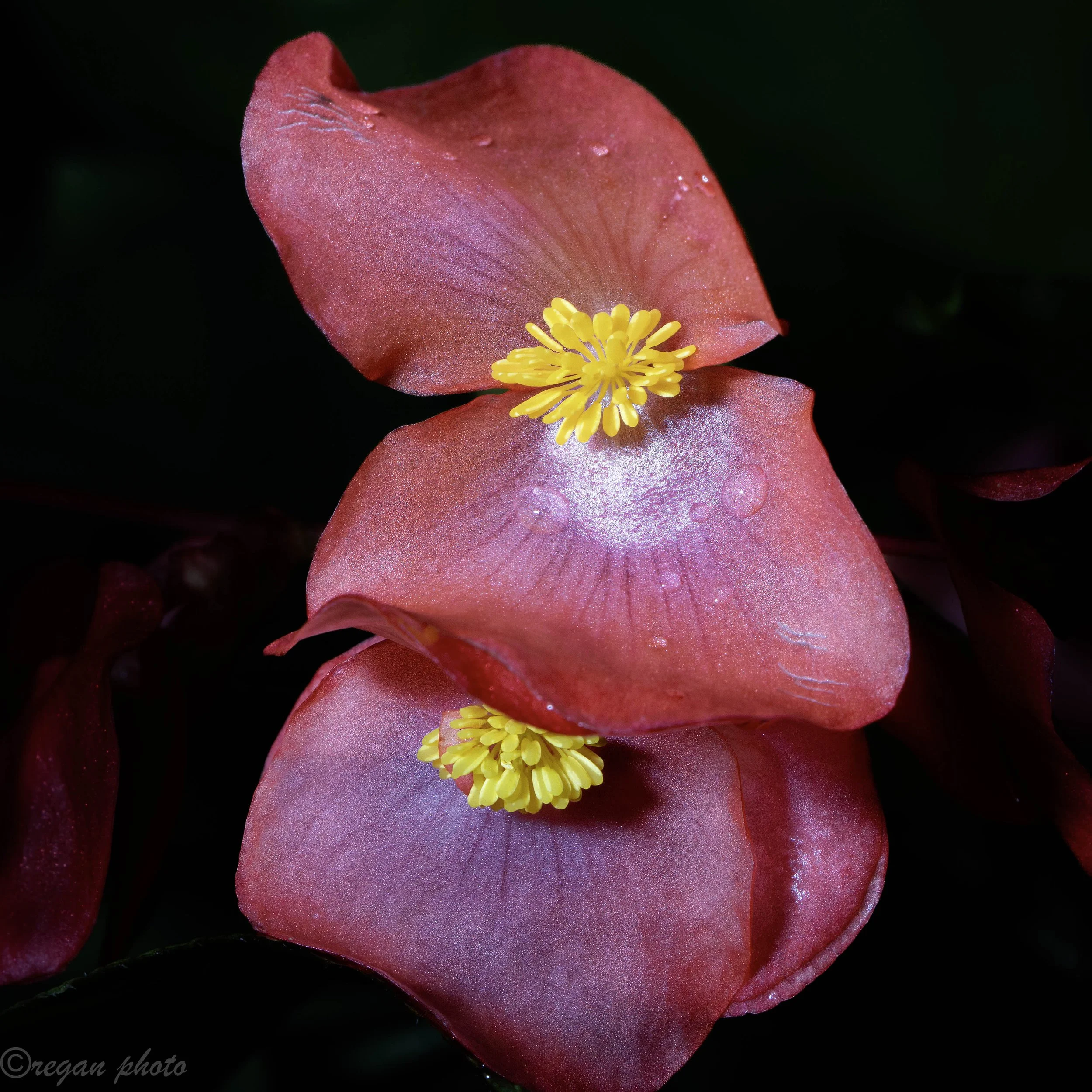 rotary (9) edit edit.jpg