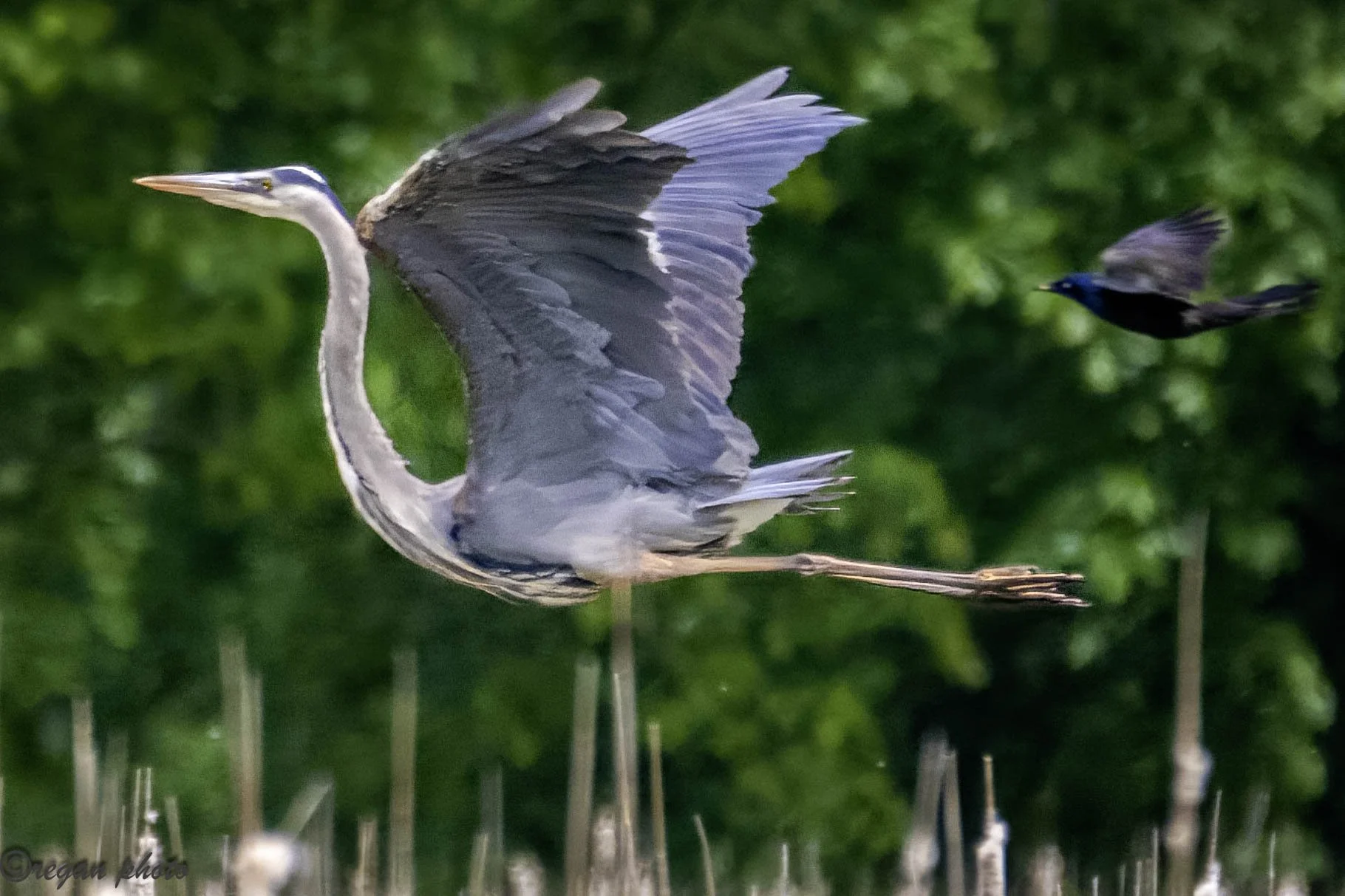 Flying heron-22 edit.jpg
