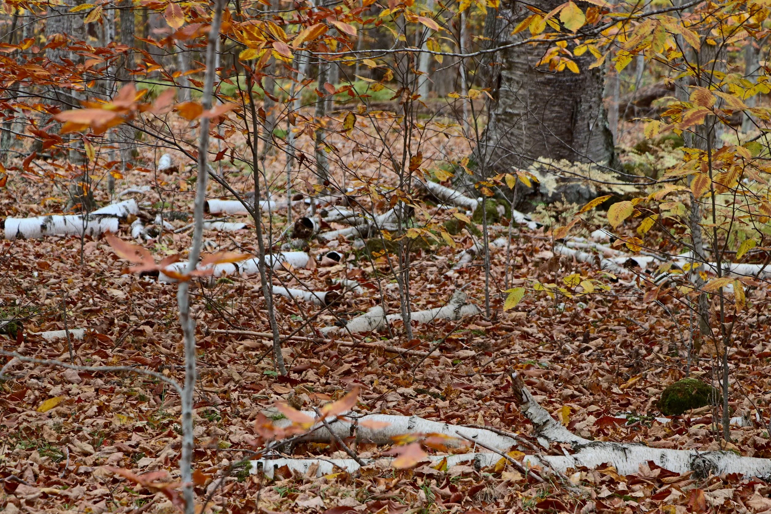 Richter Preserve (4).jpg