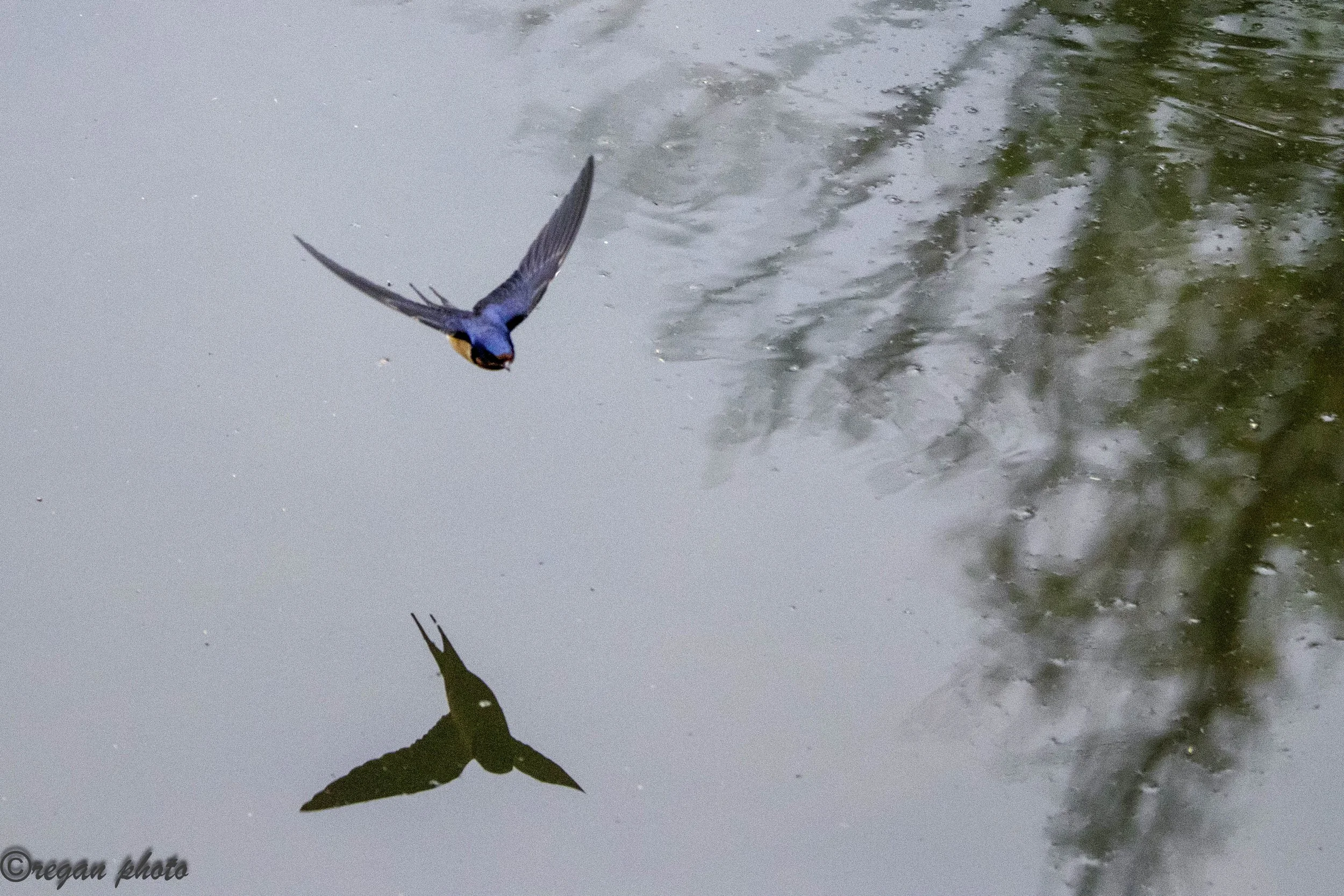 Swallow (3) - edit edit.jpg