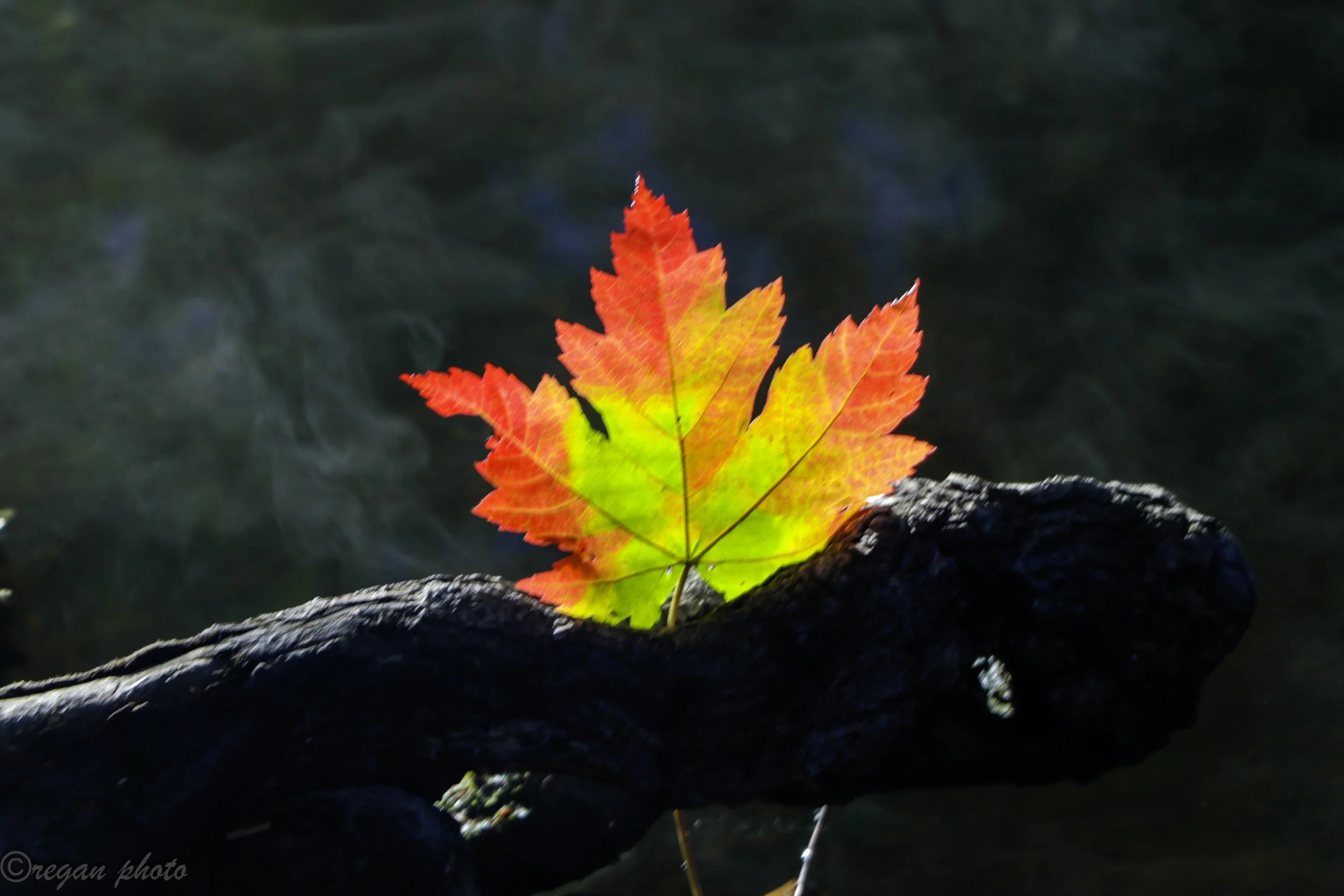 Morton Arboretum (36) edit.jpg