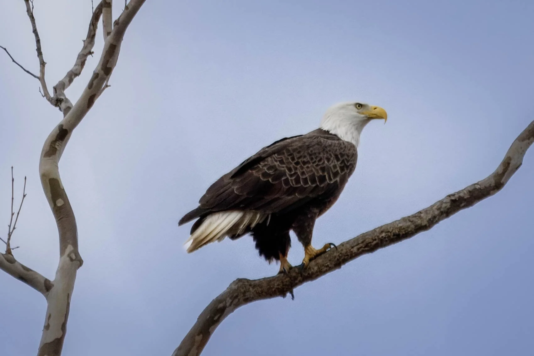 Bald Eagle (14) edit.jpg