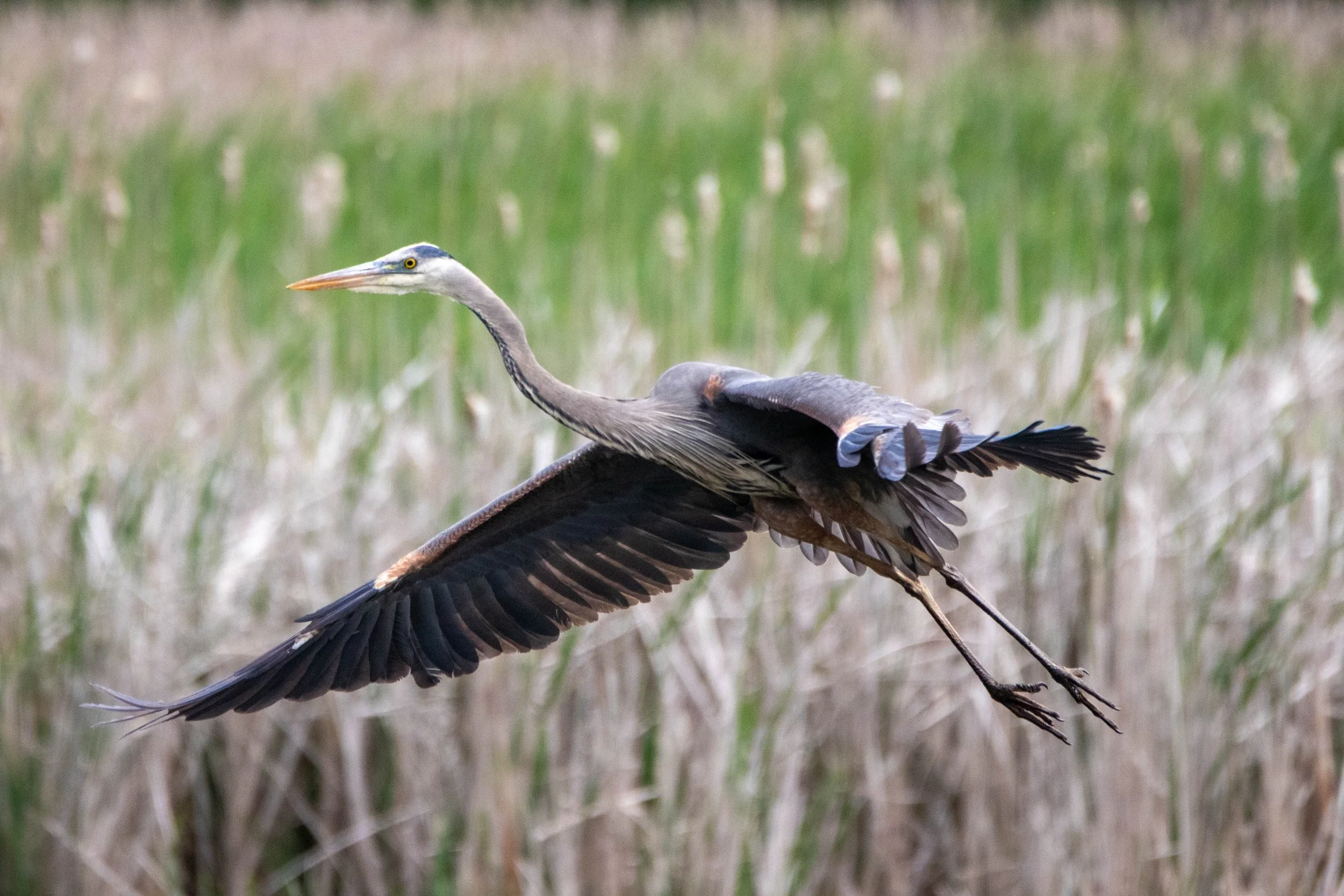 Flying heron-71.jpg