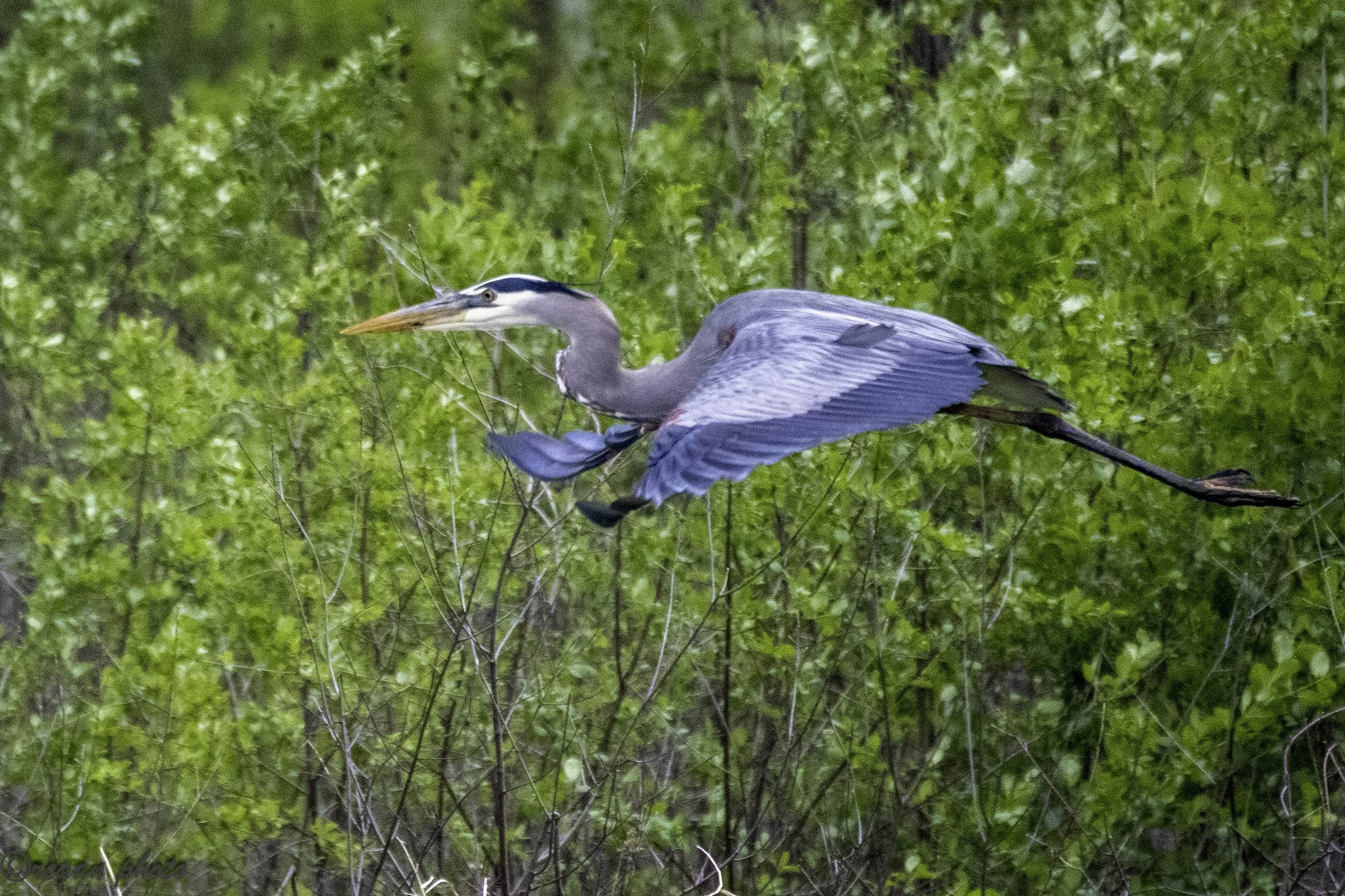 Heron Flying (1) - edit edit.jpg