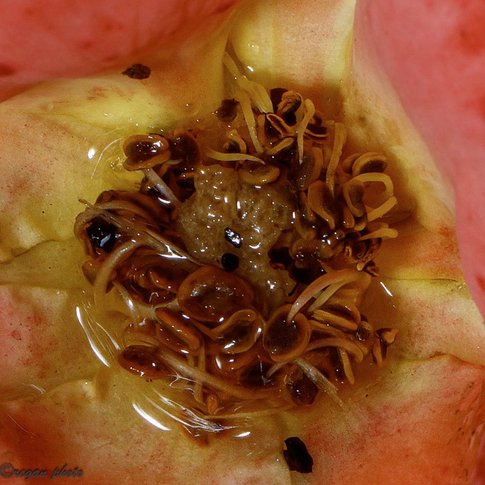 Nicholas Conservatory Rockford (28) edit.jpg