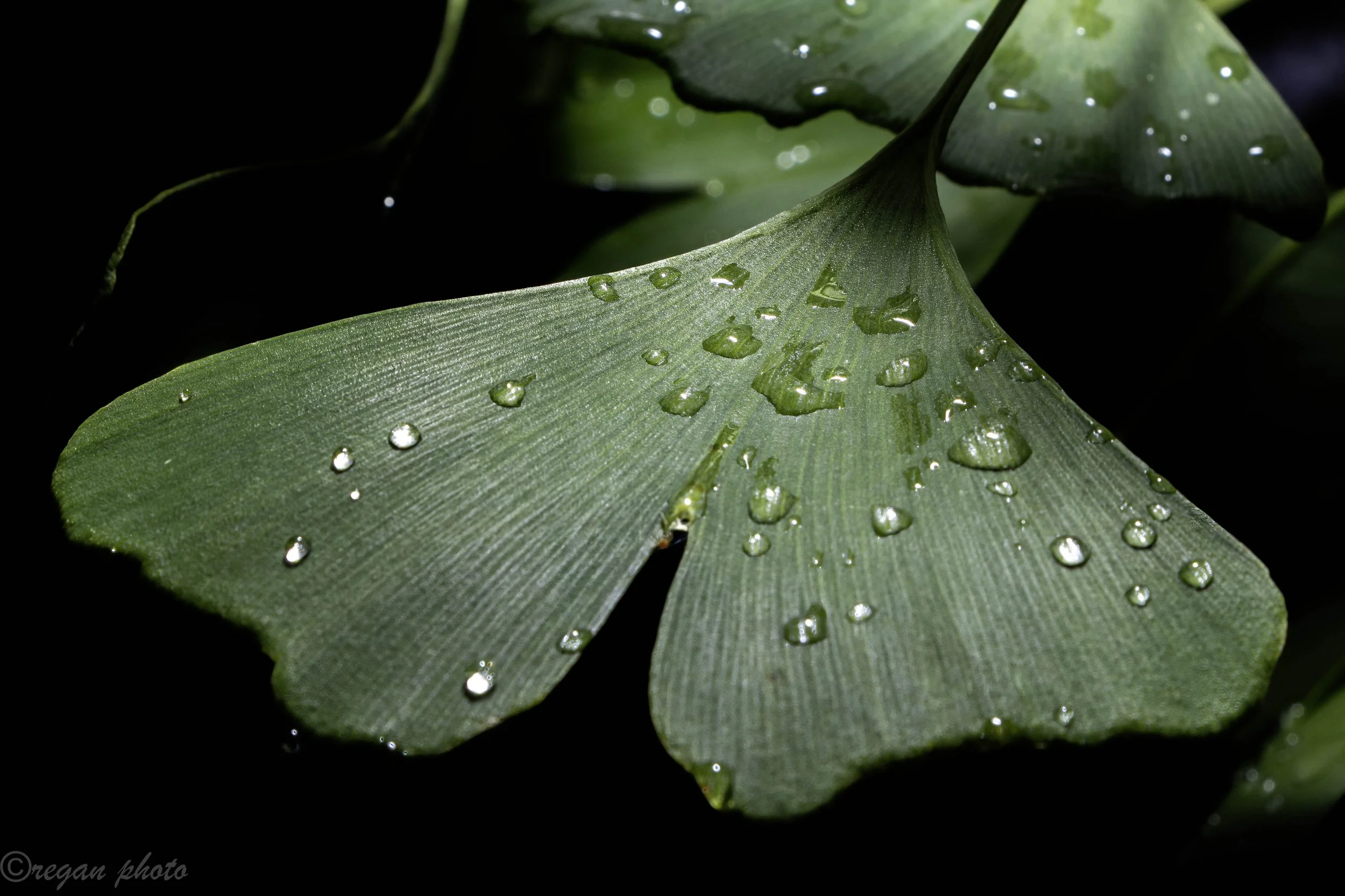 rotary (52) edit edit.jpg