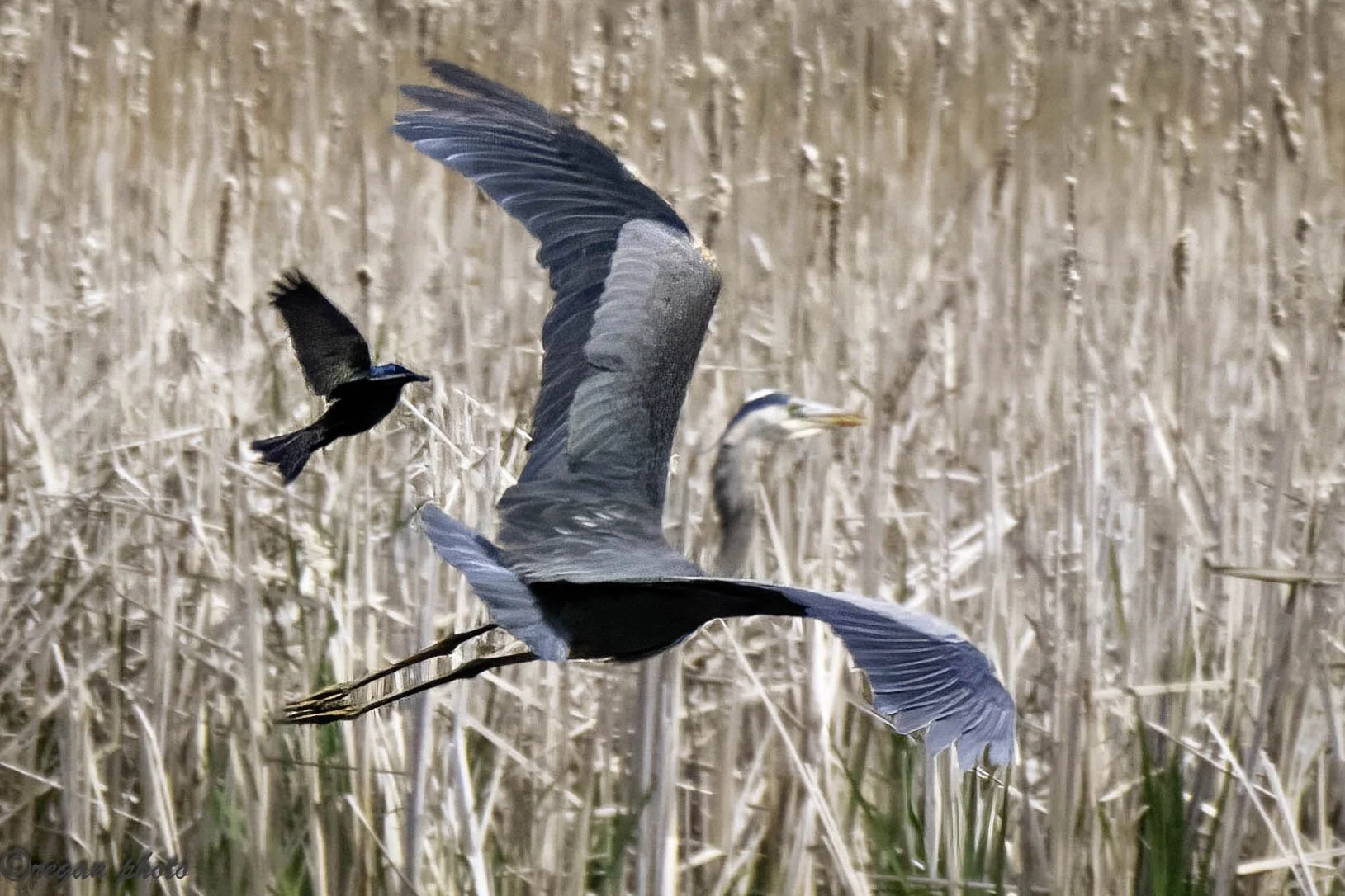 Flying heron-50 edit.jpg