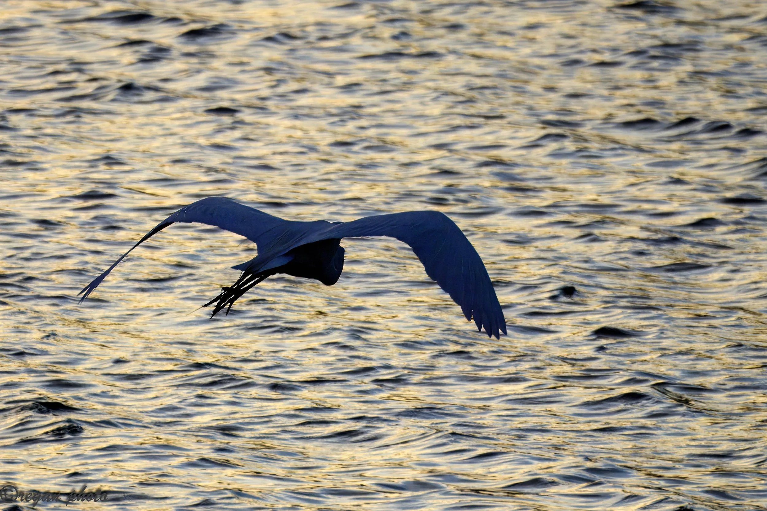 Egret (3) edit edit.jpg