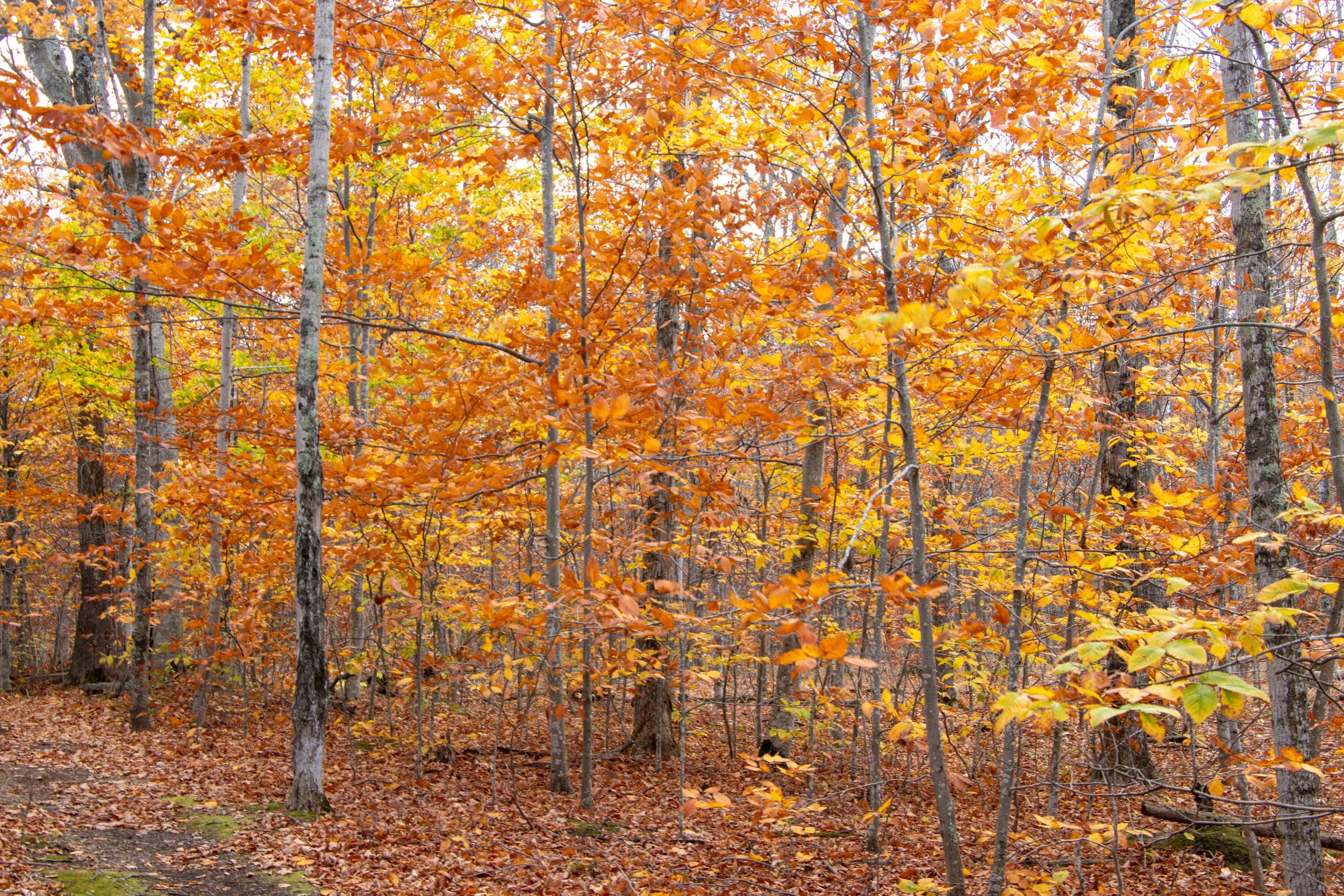 Richter Preserve (1).jpg