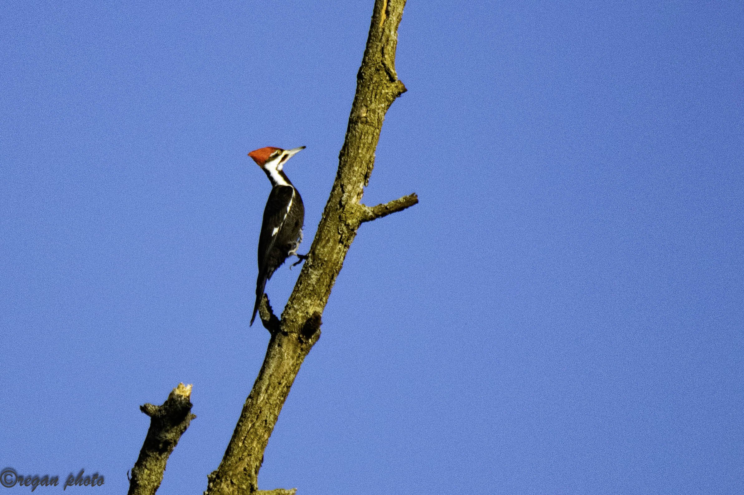 Woodpecker 1 (17) - edit edit.jpg