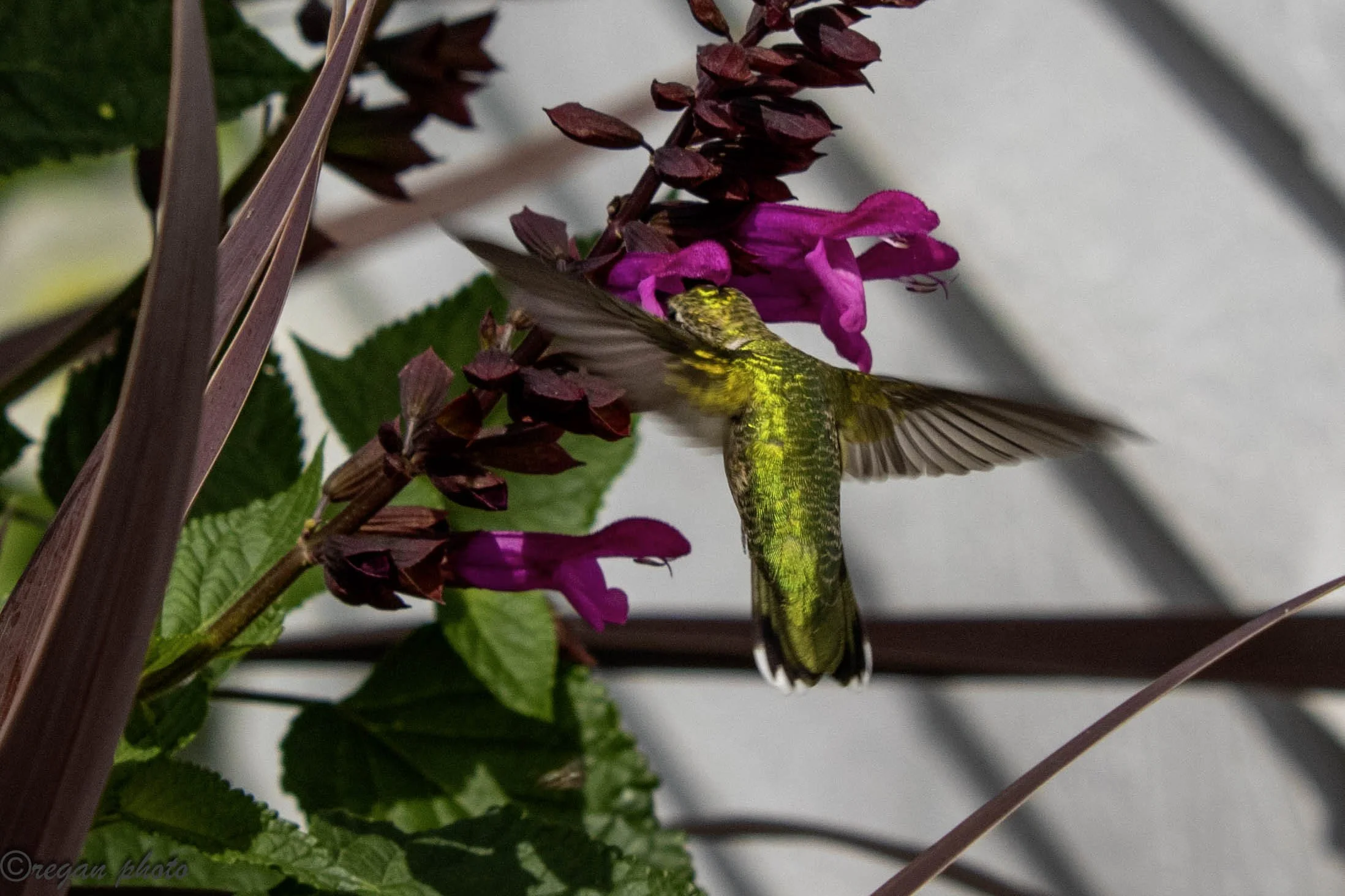 Hummingbird (36) - edit edit.jpg