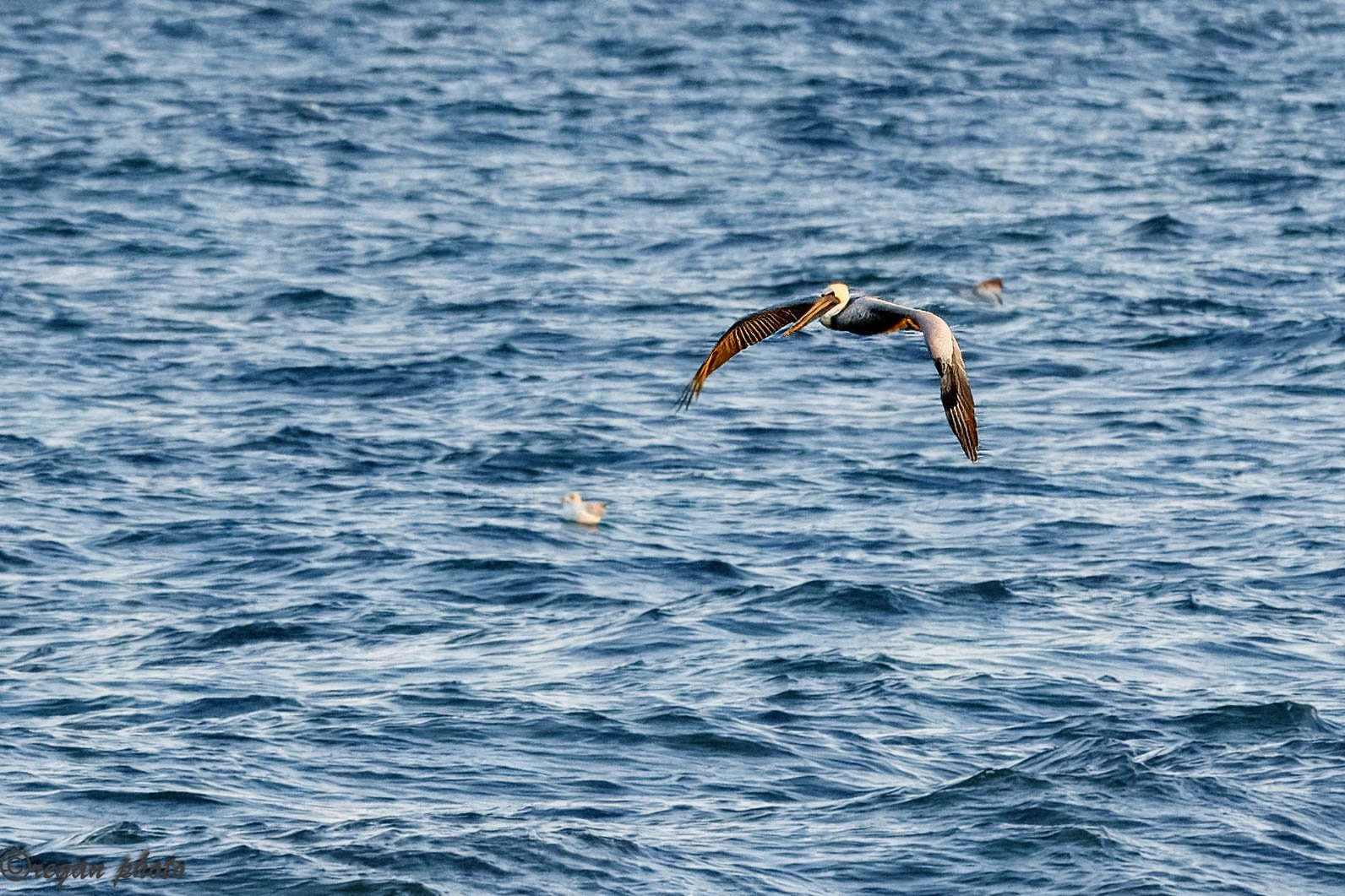 G (1) edit-2 edit.jpg